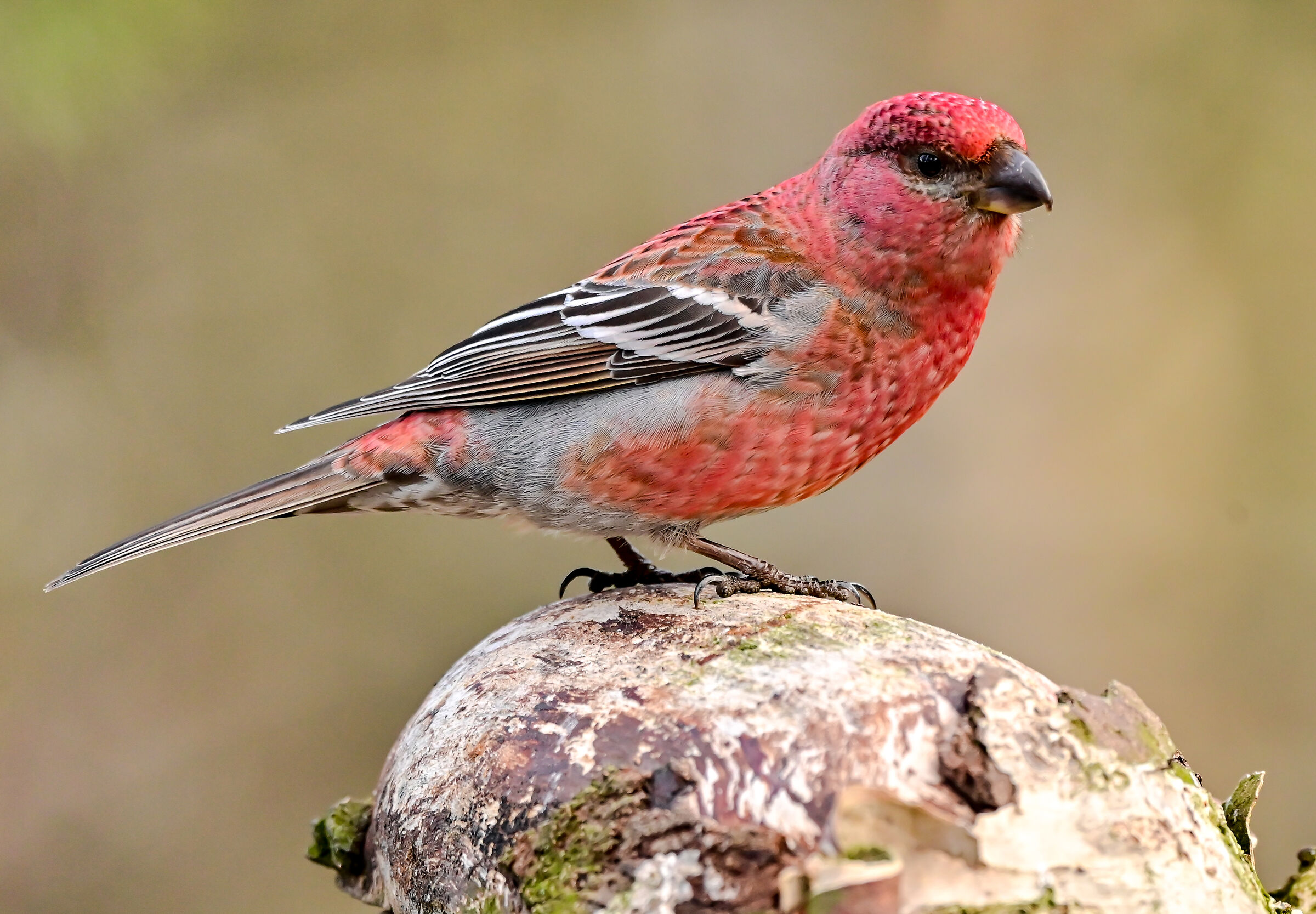 Il ciuffolotto delle pinete