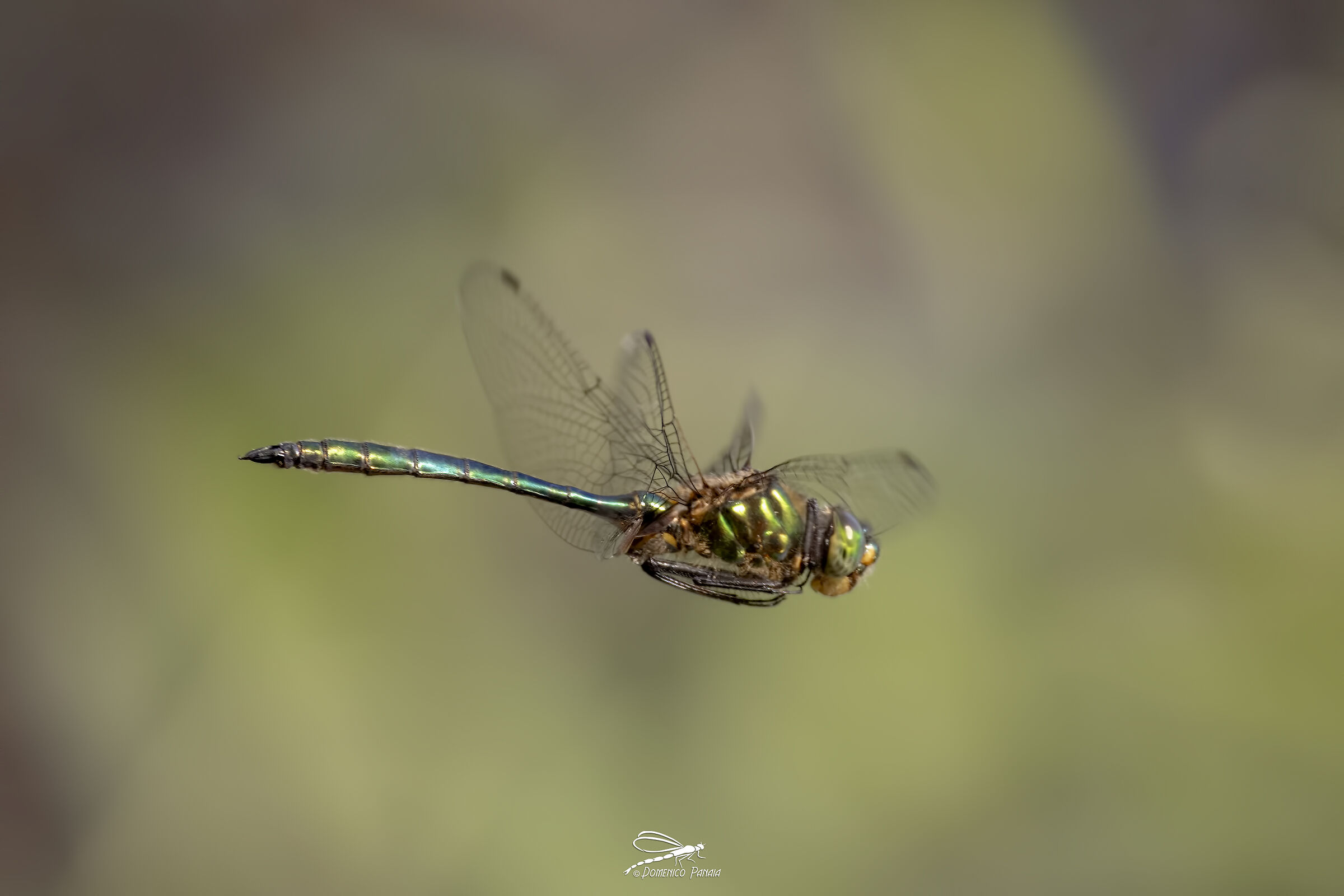 Metallic Somatochlora