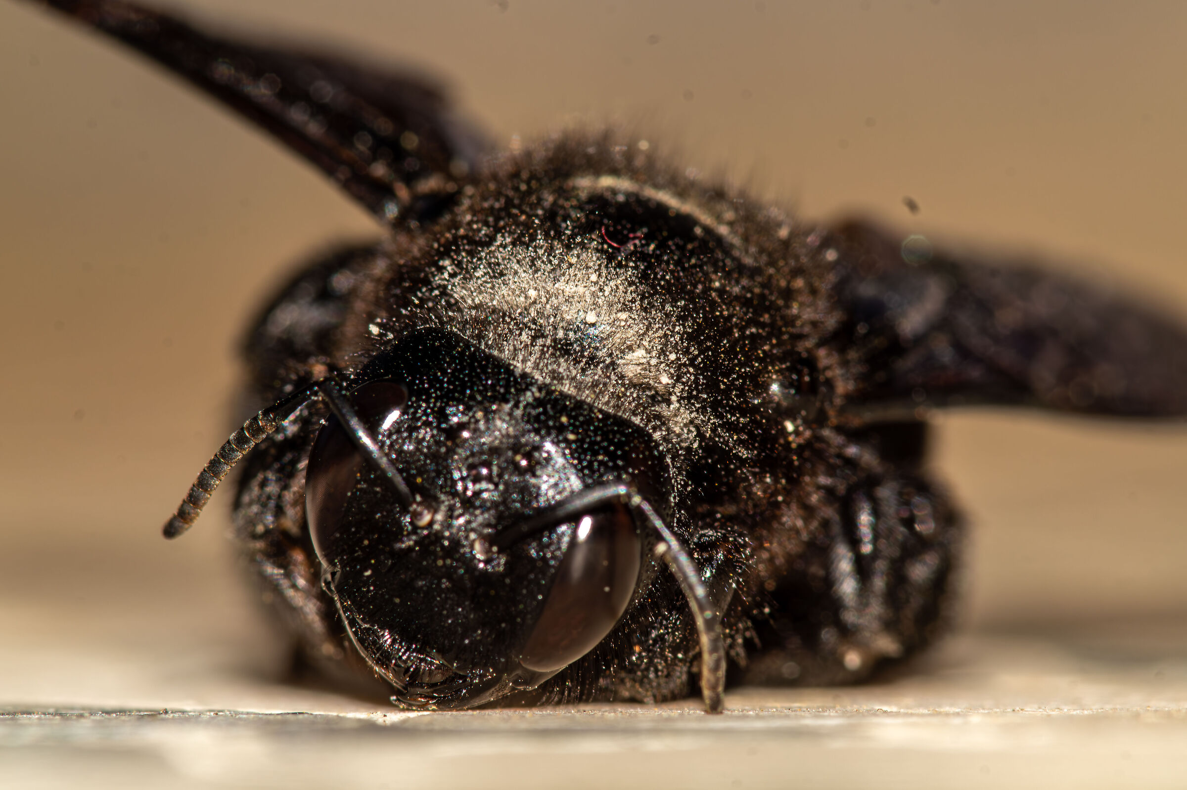 Xylocopa