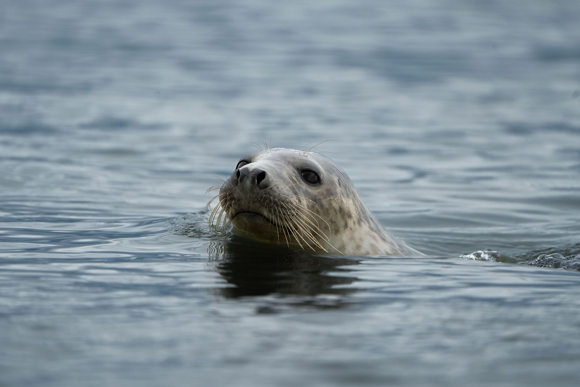 Foca comune