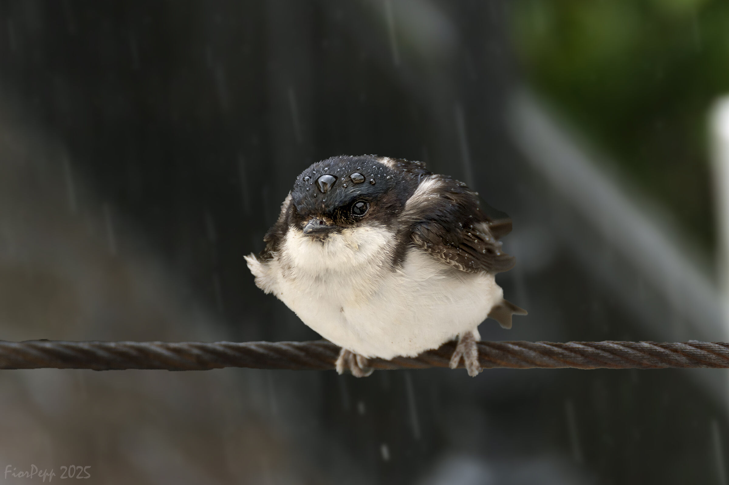 Rondine sotto la pioggia
