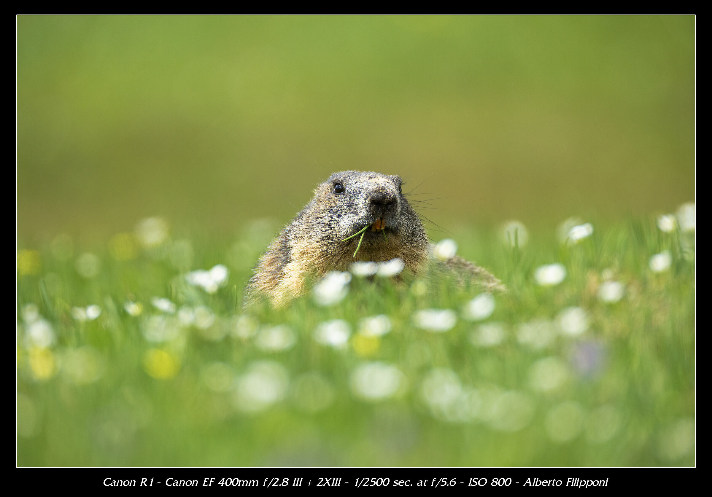 Marmotta tra i fiori