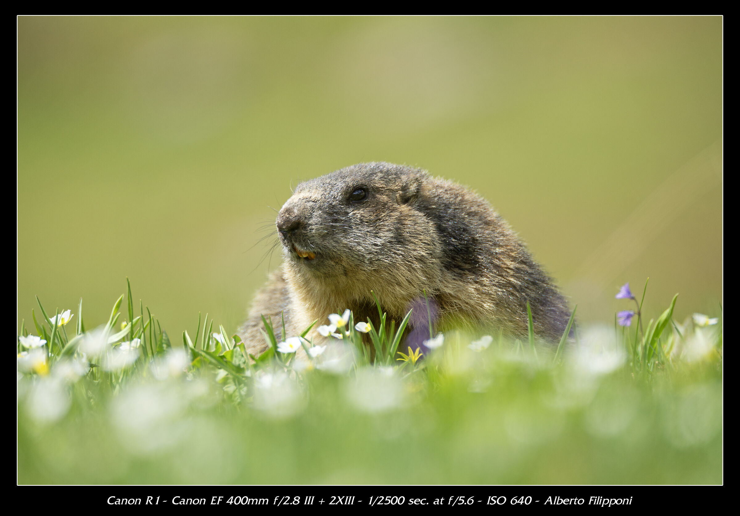 Marmotta tra i fiori