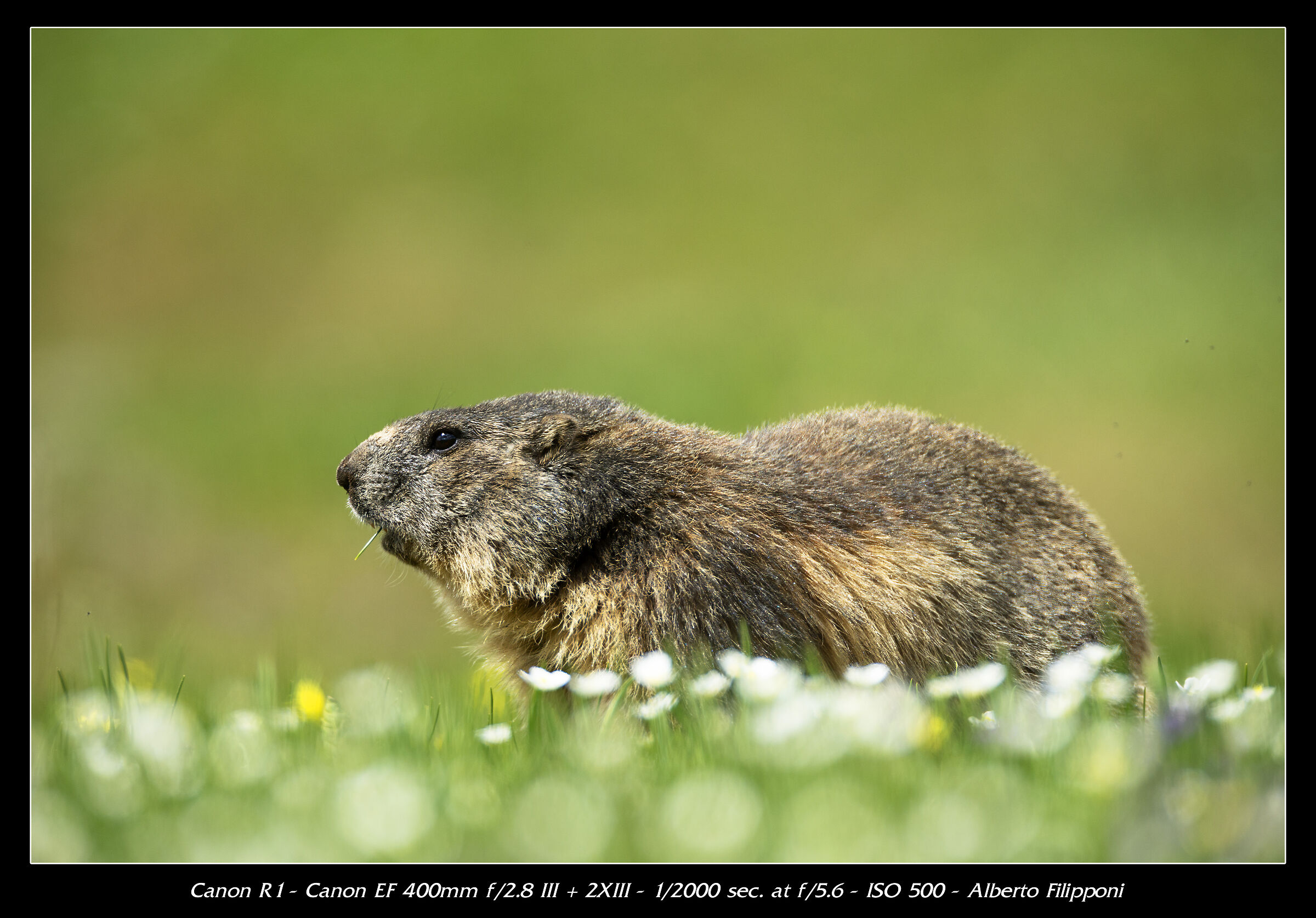 Marmot