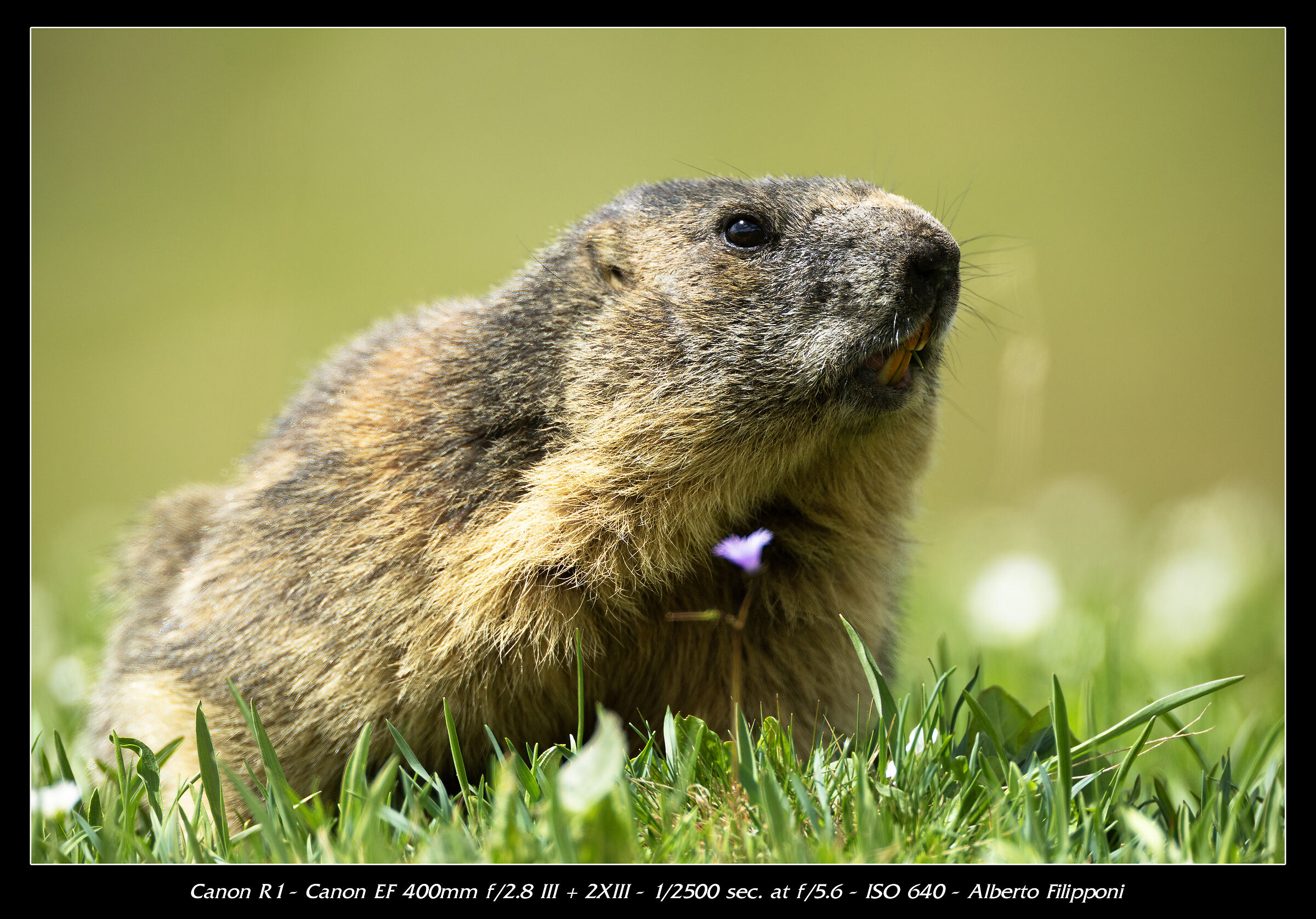 Marmotta tra i fiori