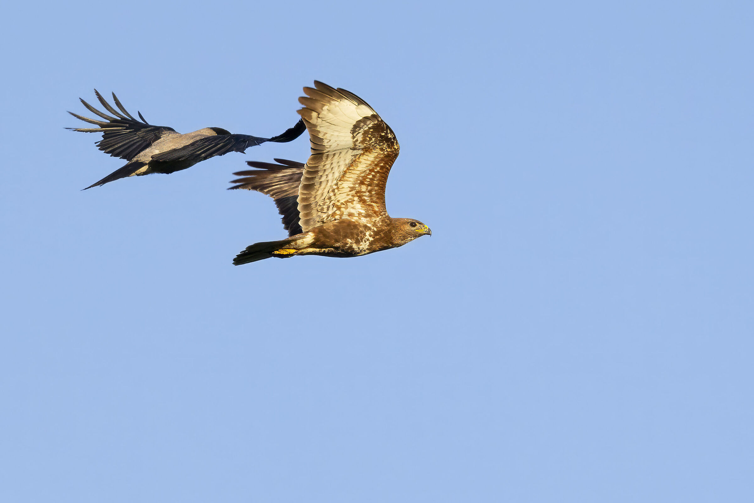 Crow mobbing on buzzard at sunset