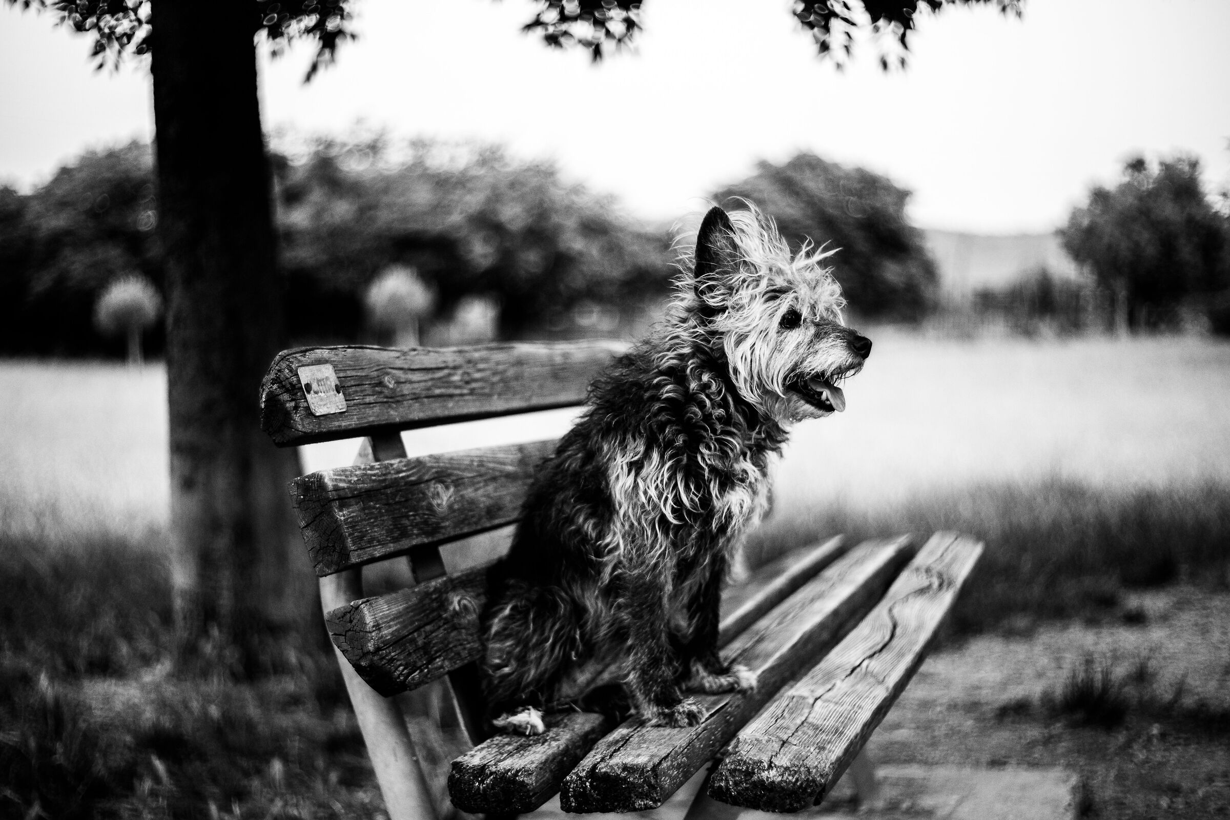 Minnie on her favorite bench
