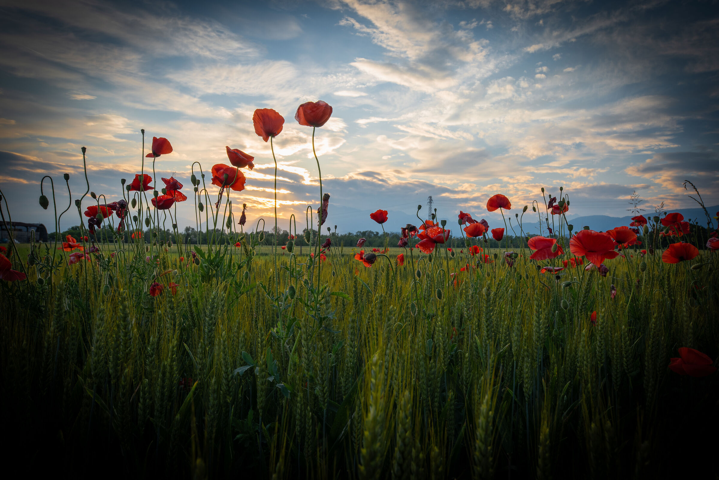 Summer solstice
