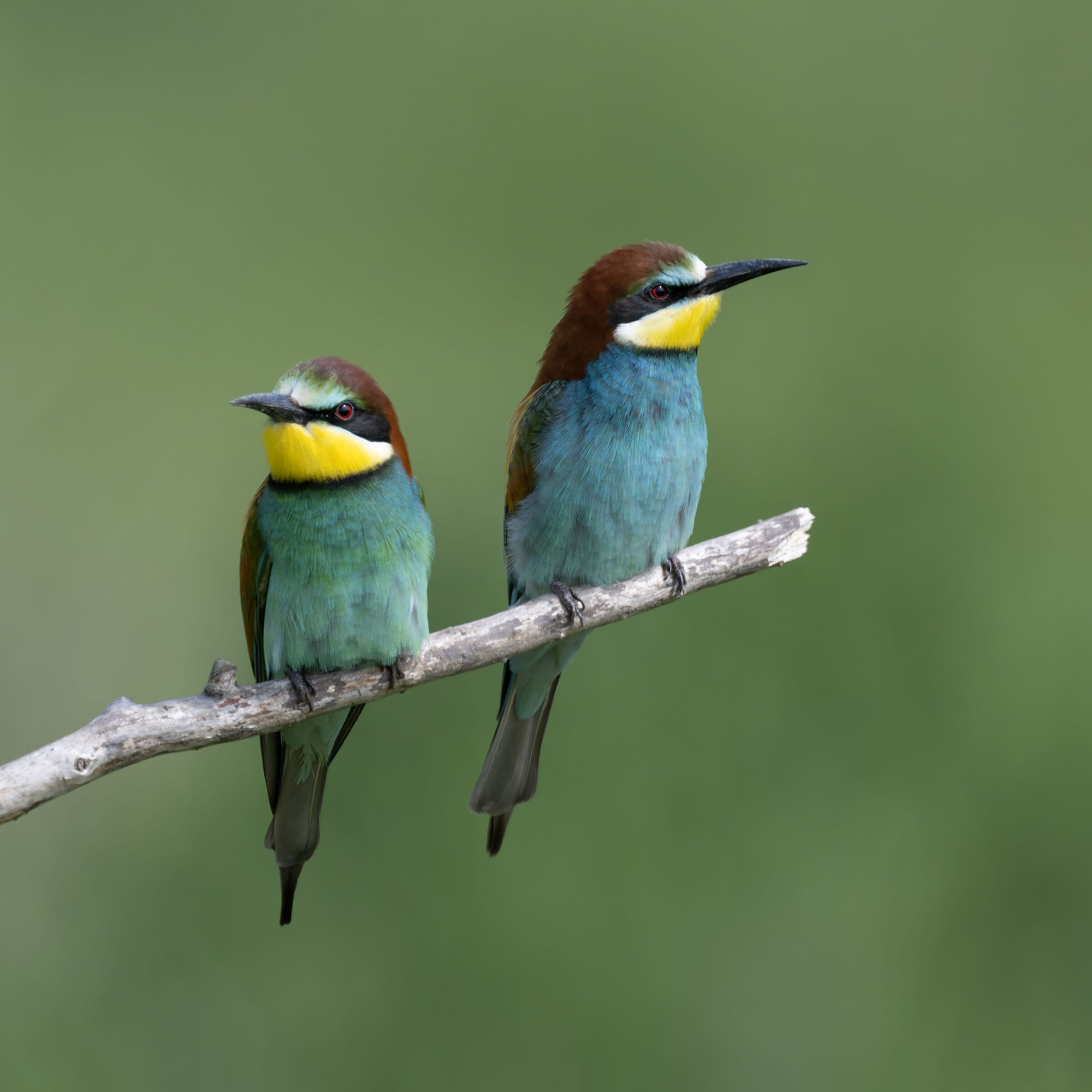 Bee-eater - Sant'Albano Stura - Piedmont