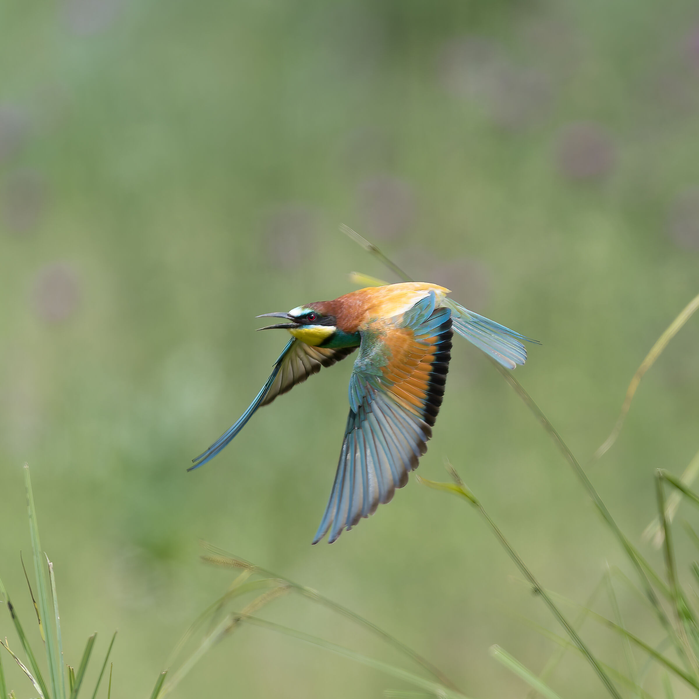 Bee-eater - Sant'Albano Stura - Piedmont