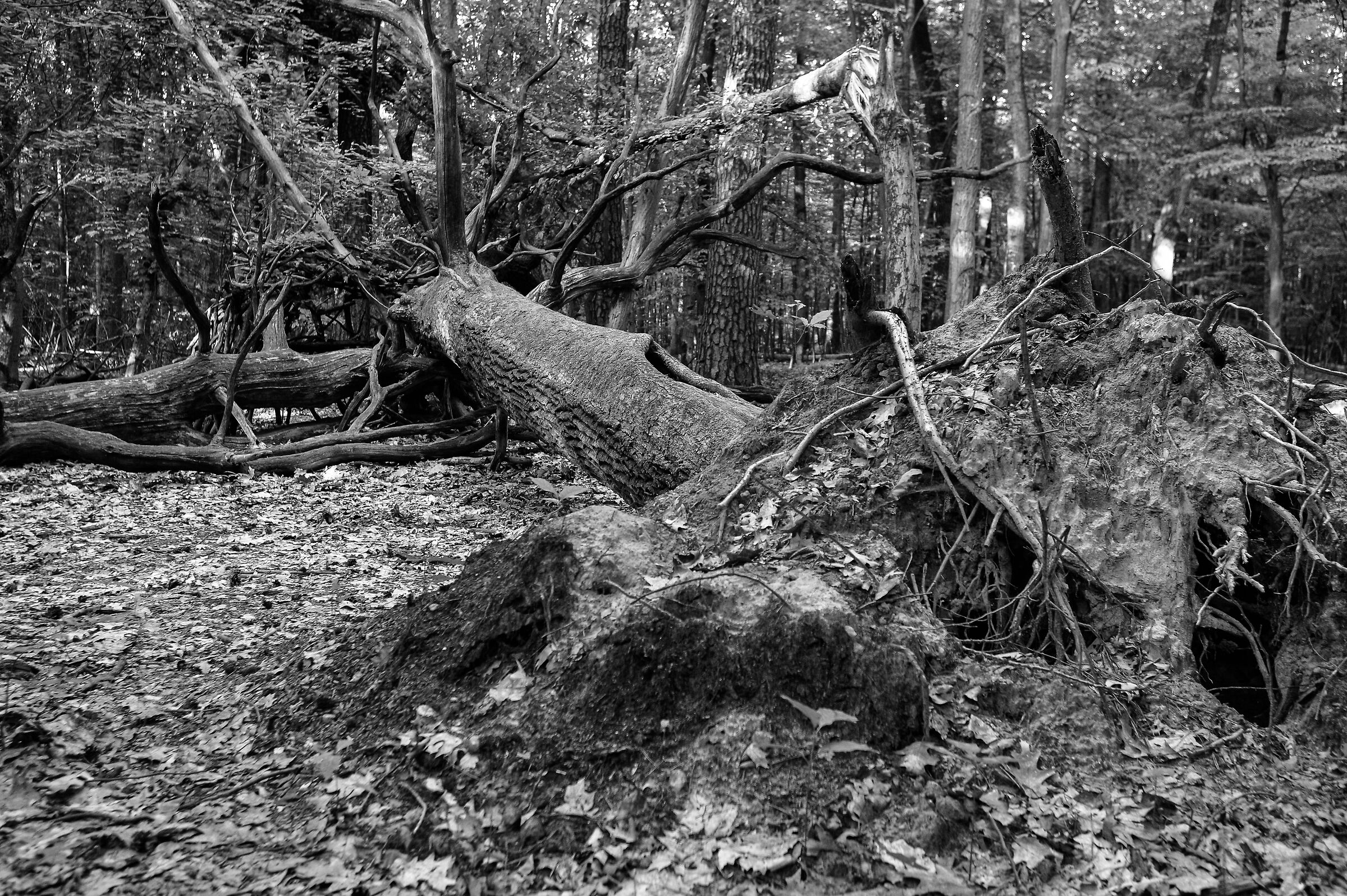 Alles ist shon gefallen worden (2)