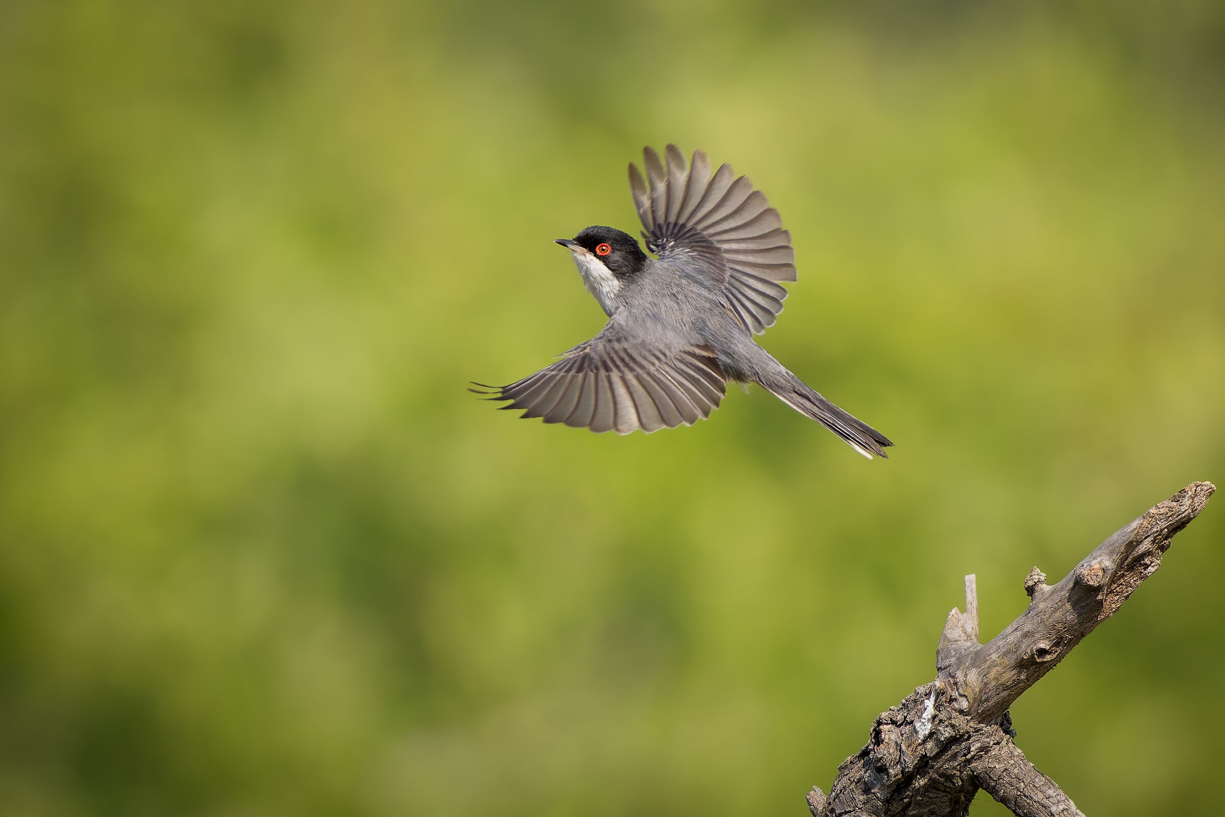 Occhiocotto (Sylvia melanocephala)