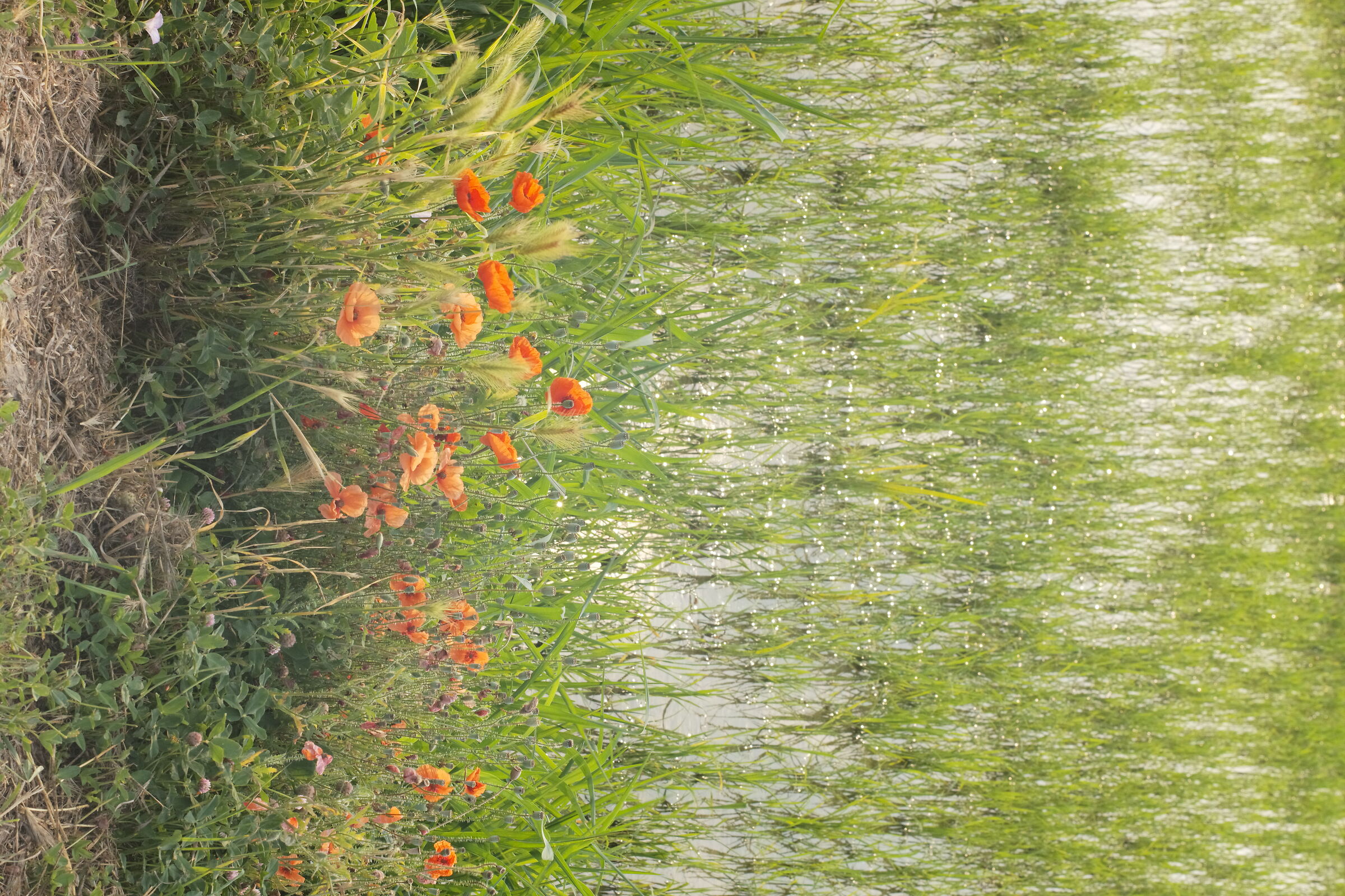 I bordi della risaia