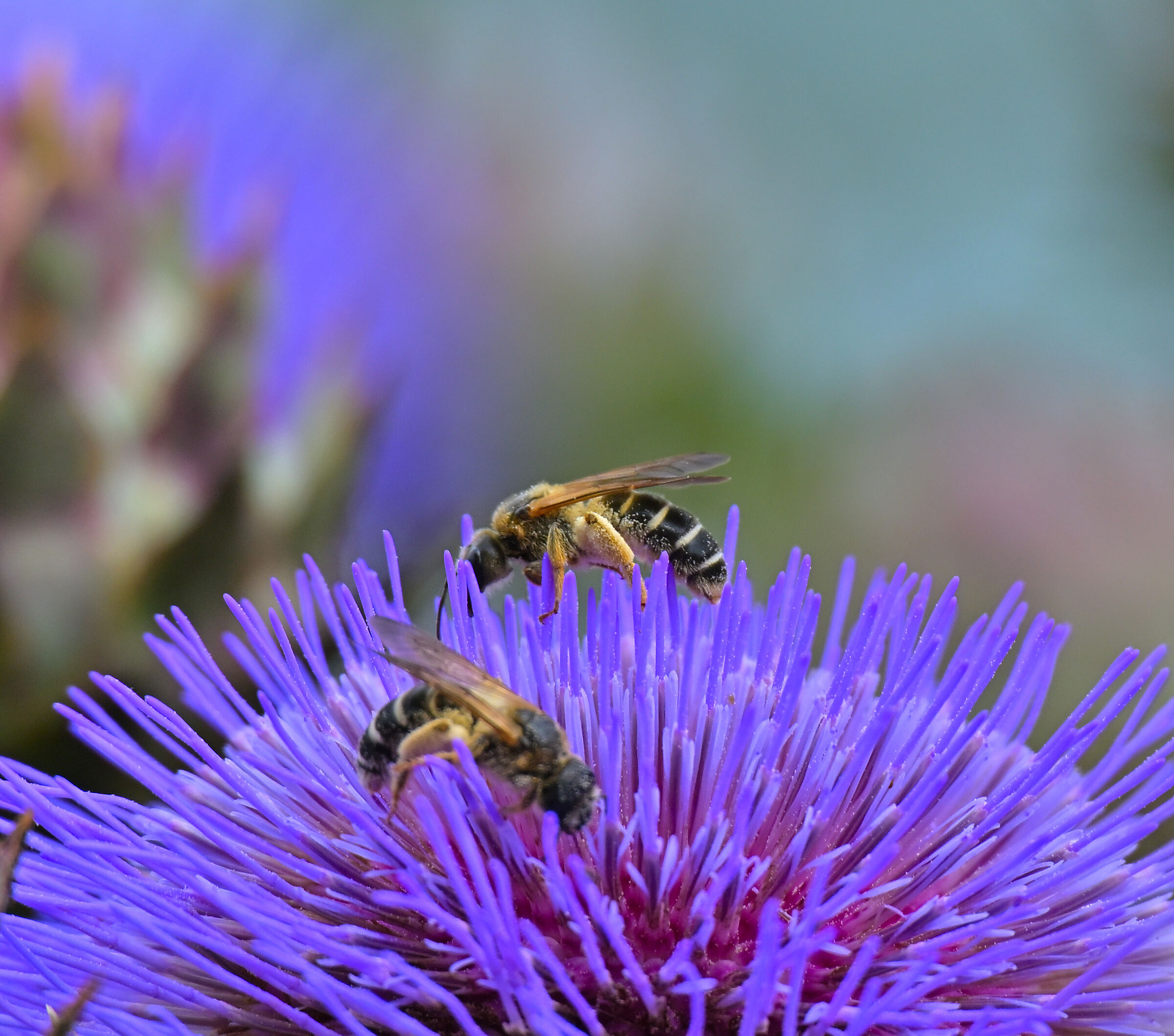 Thistle Flower