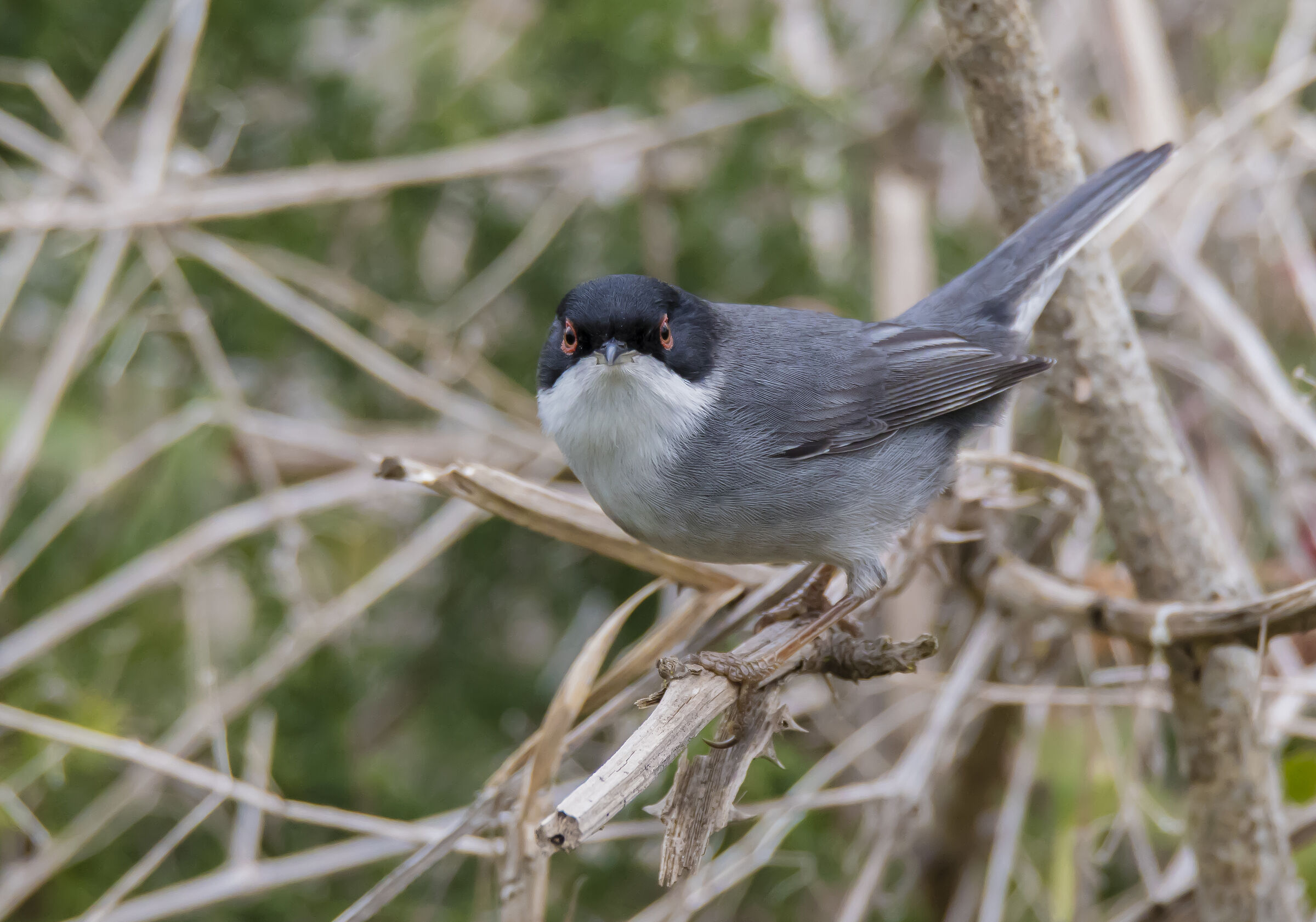 Sardinian warbler