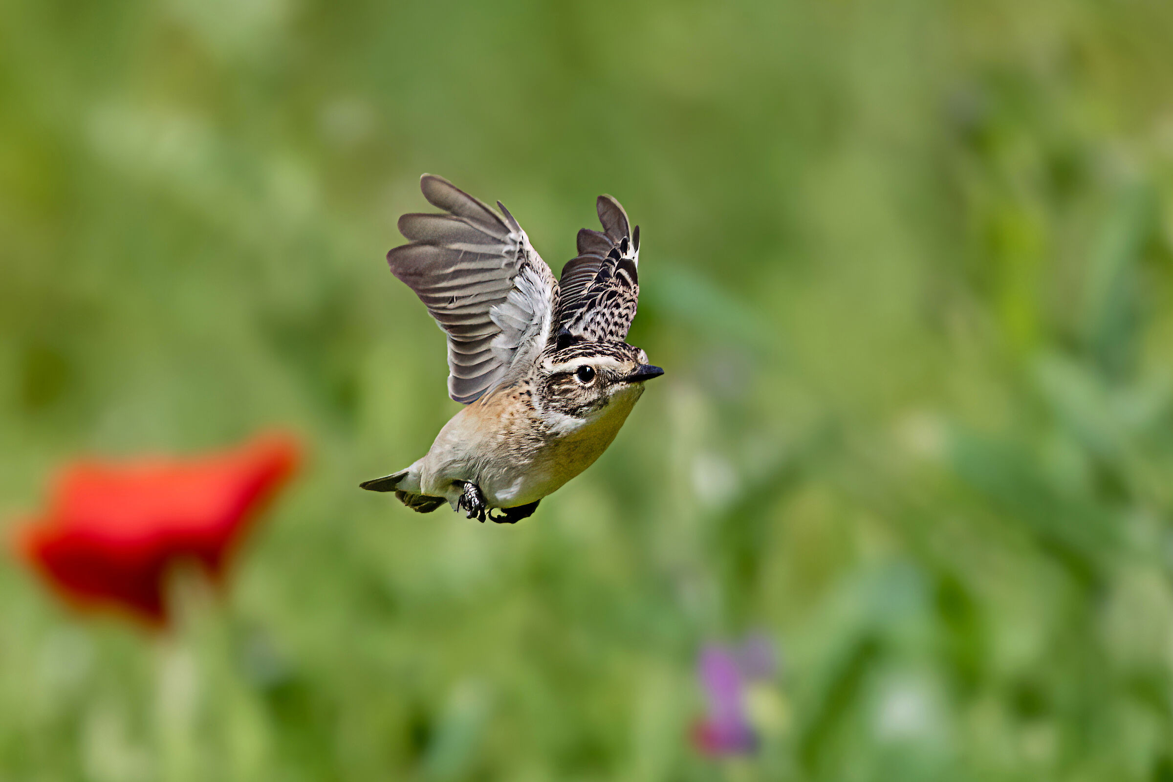 In volo sul prato - Uno scatto molto difficile