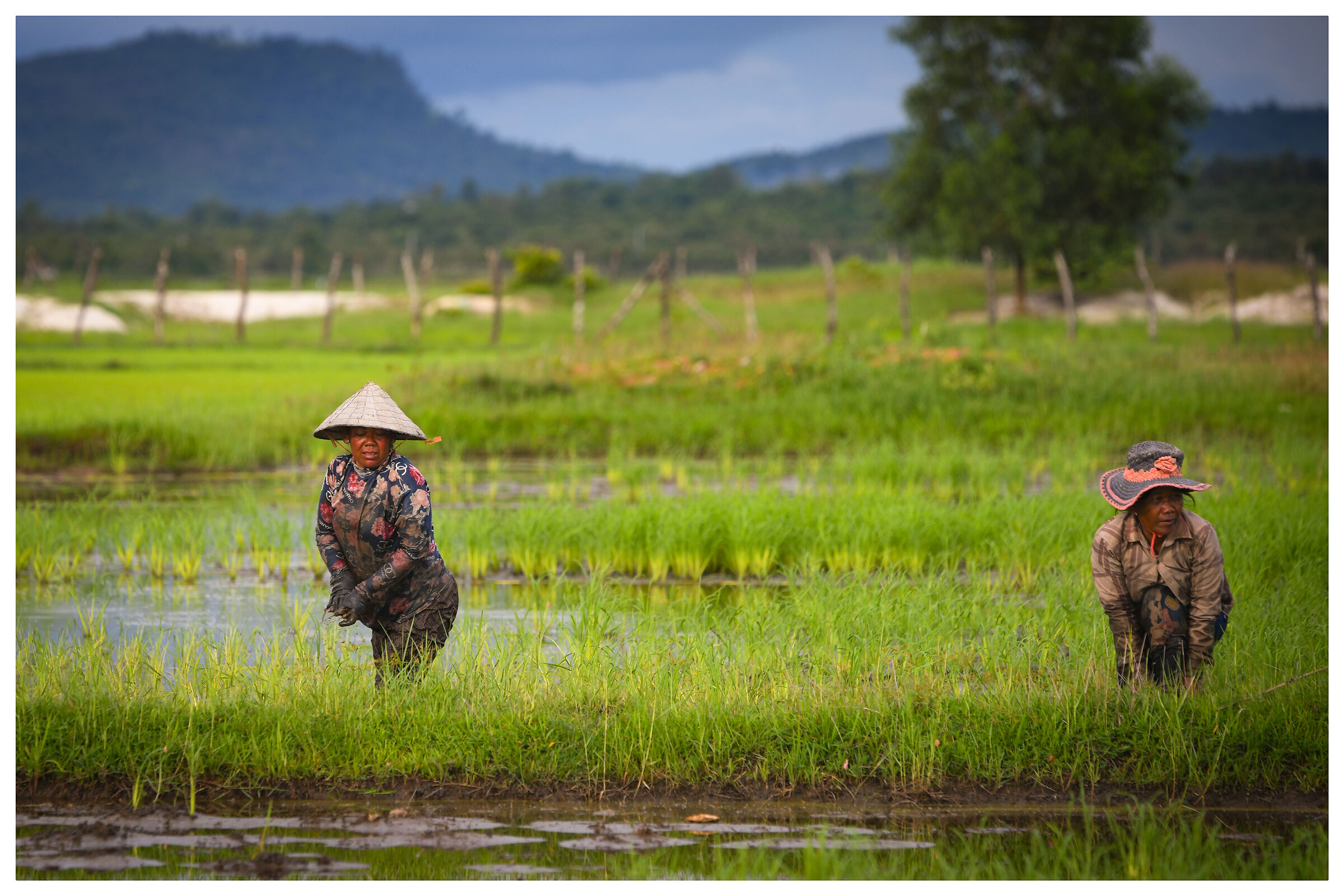 Il riso è vita in Cambogia!