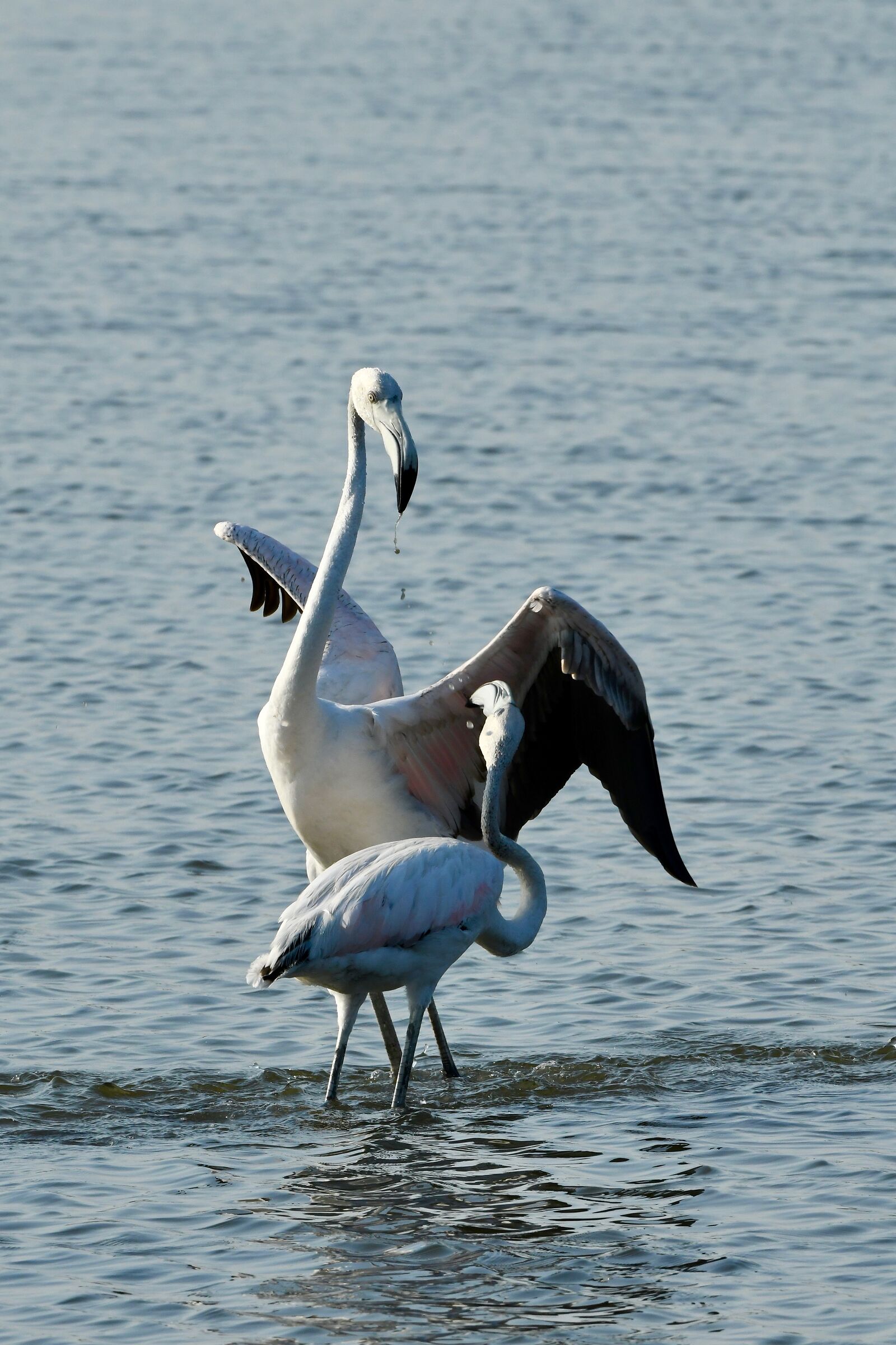 che vuoi,giovanotto?