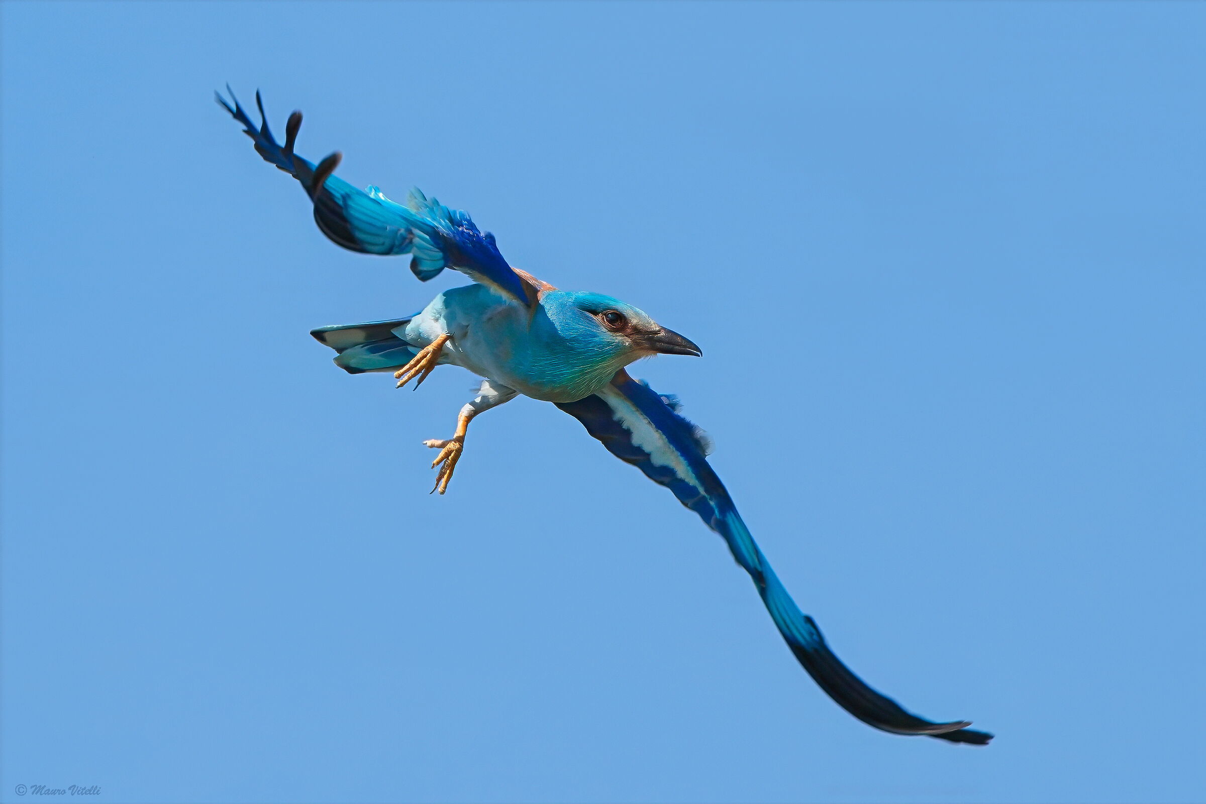 European jay (Coriaceas garrulus)