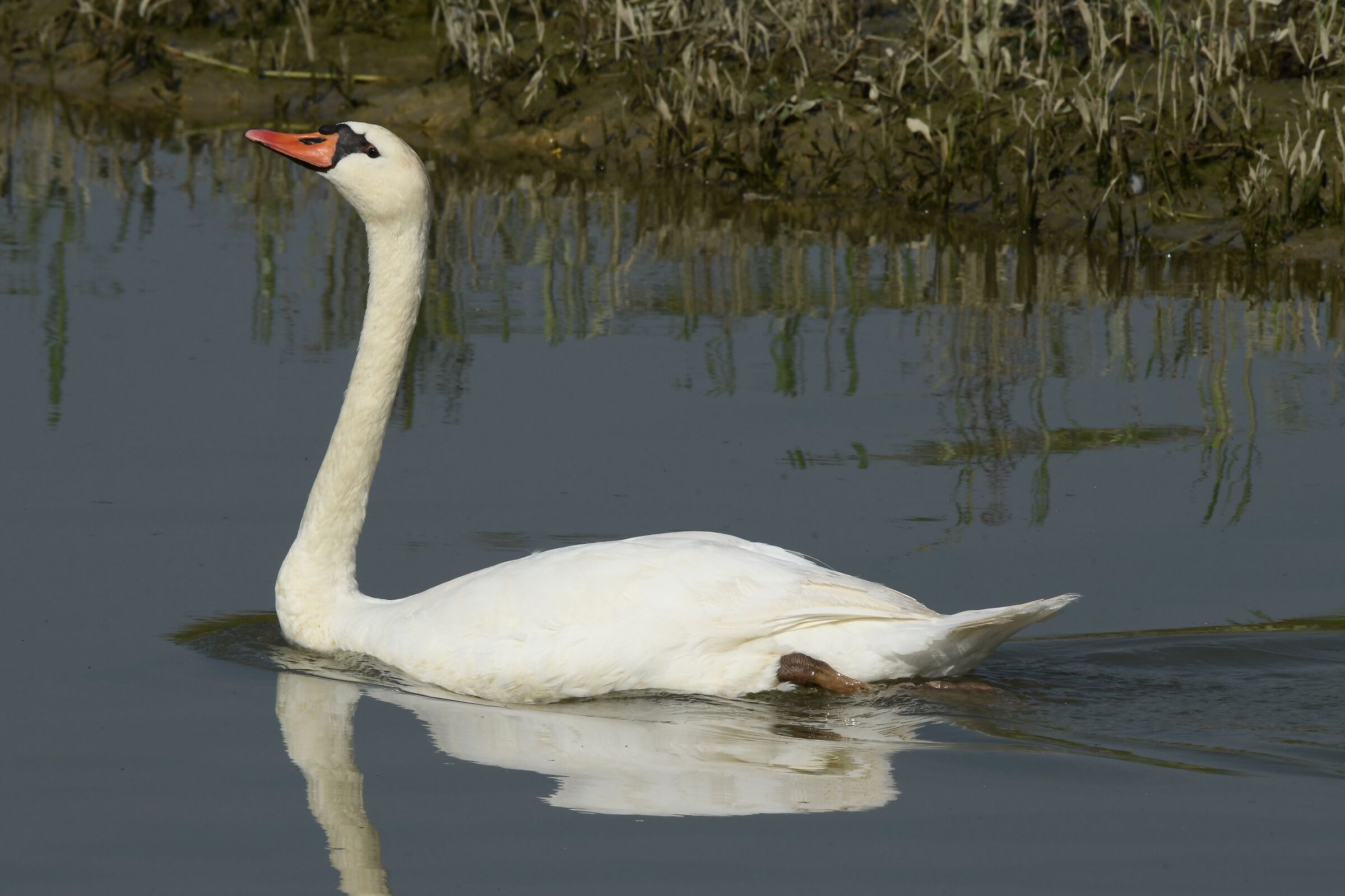 guarda come sono bella,fotografami dai!