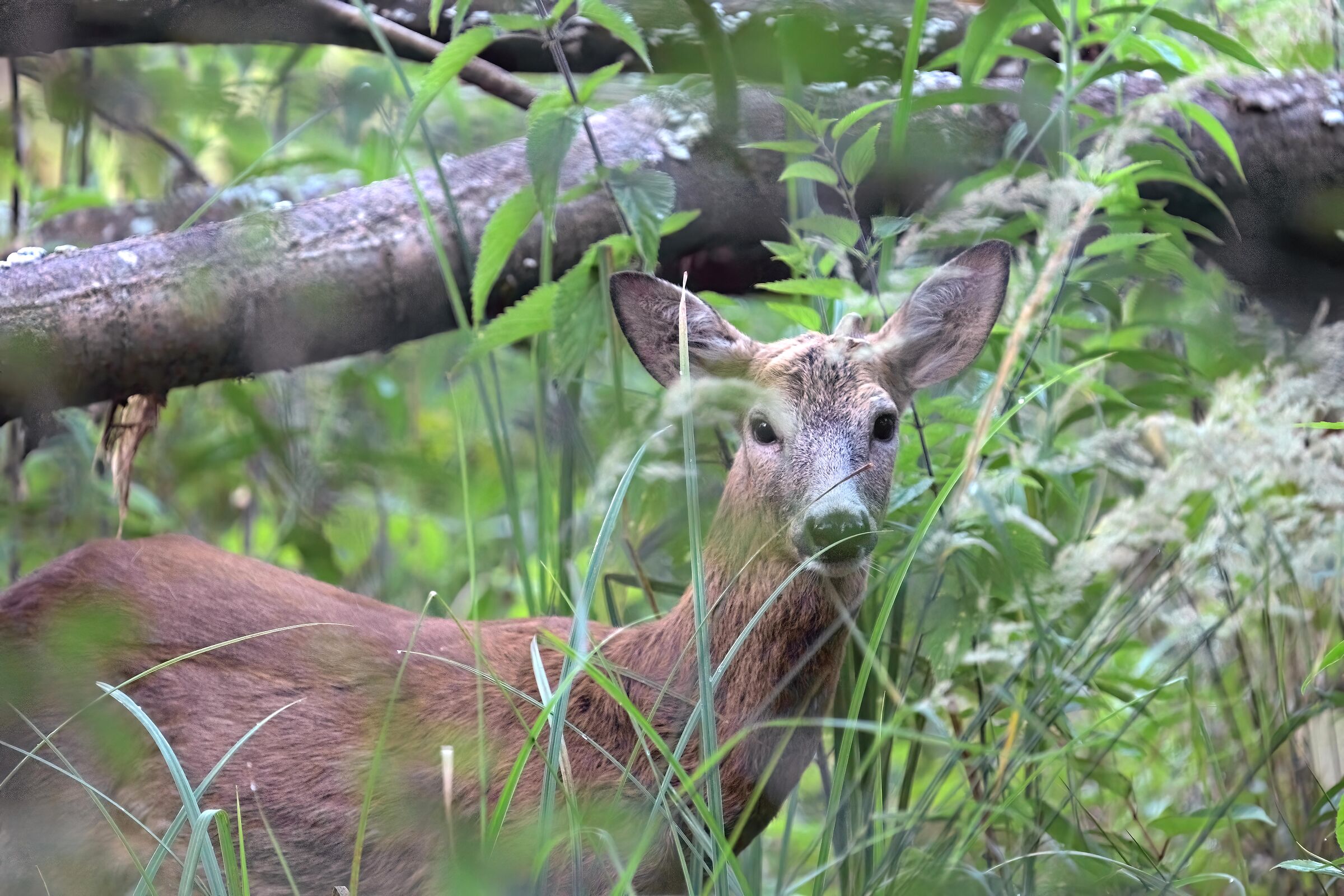 Capriolo ,Parco del Ticino