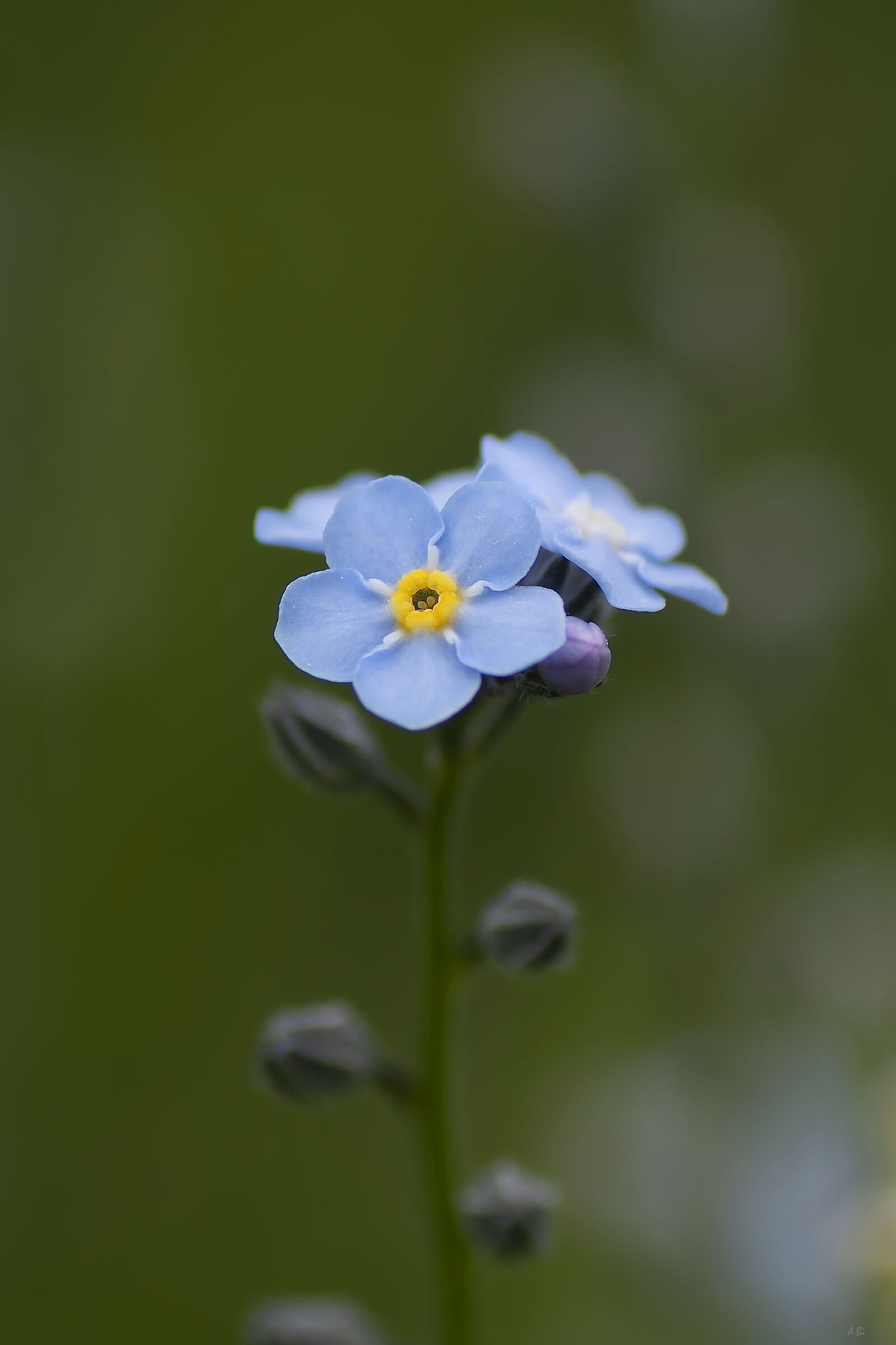 Myosotis alpestris