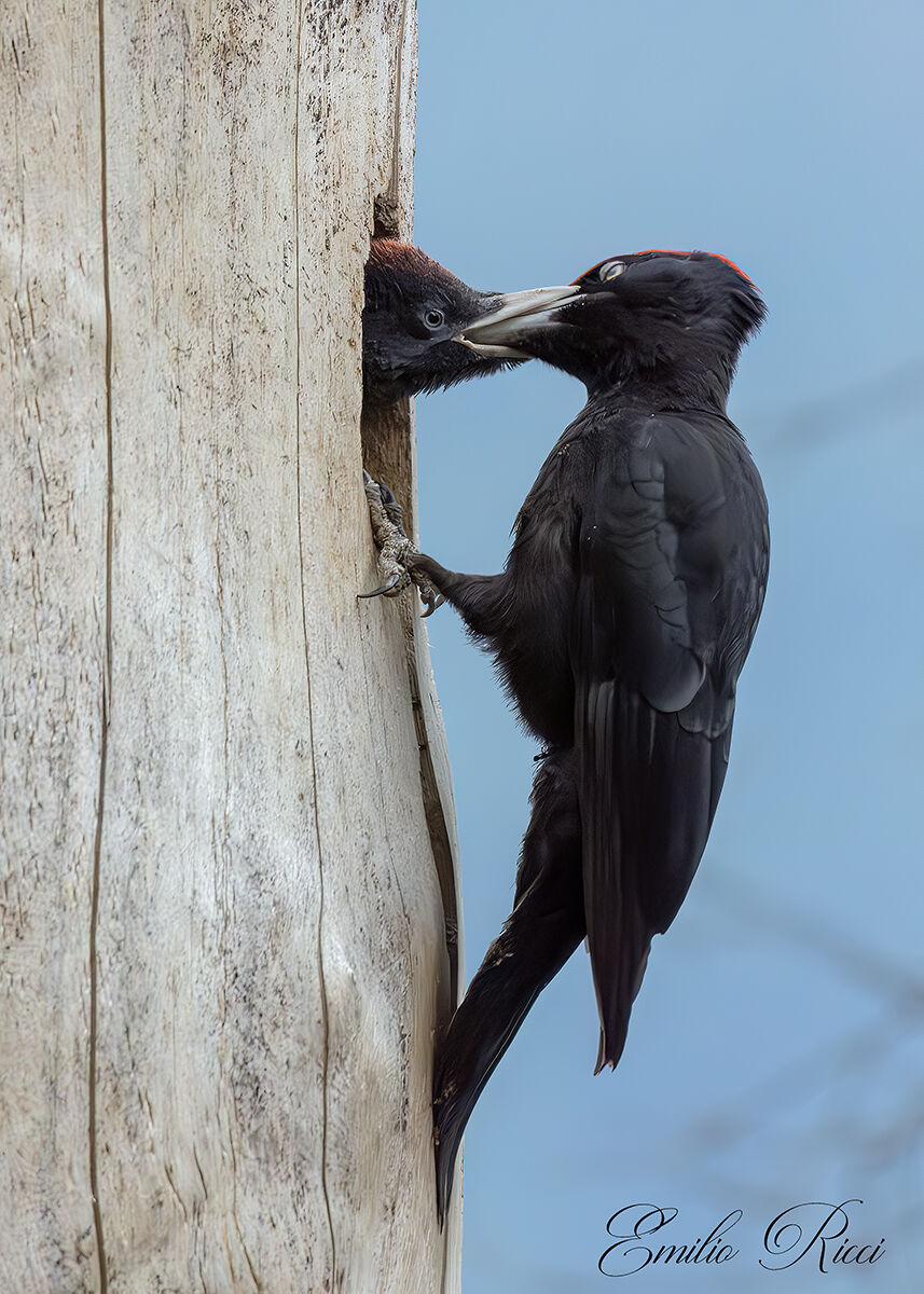 Black woodpecker