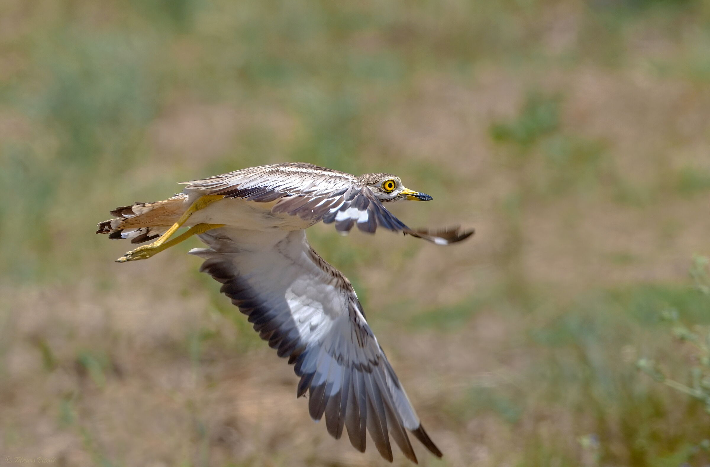 Curlew (Burhinus oedicnemus)