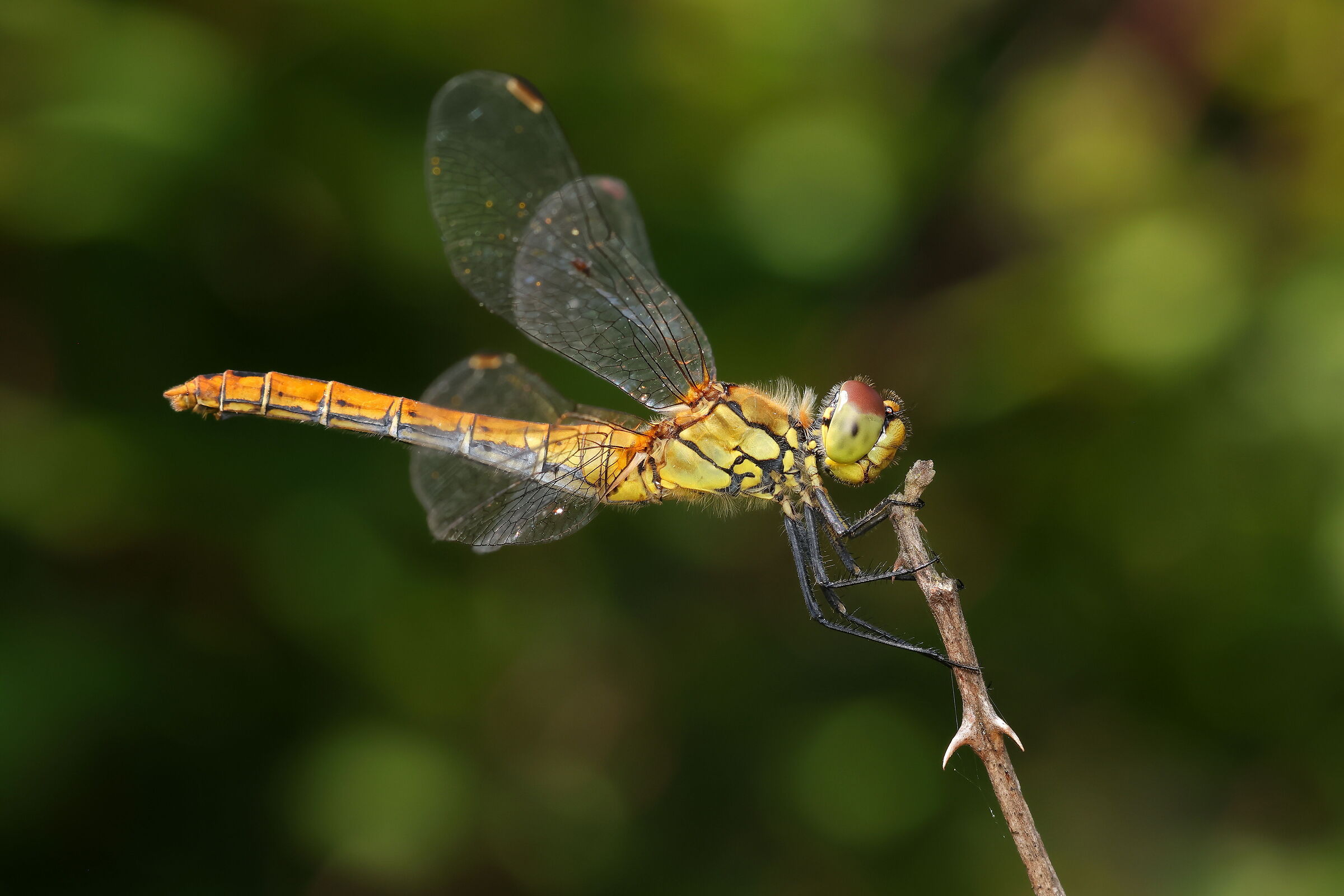 Sympetrum sanguineum