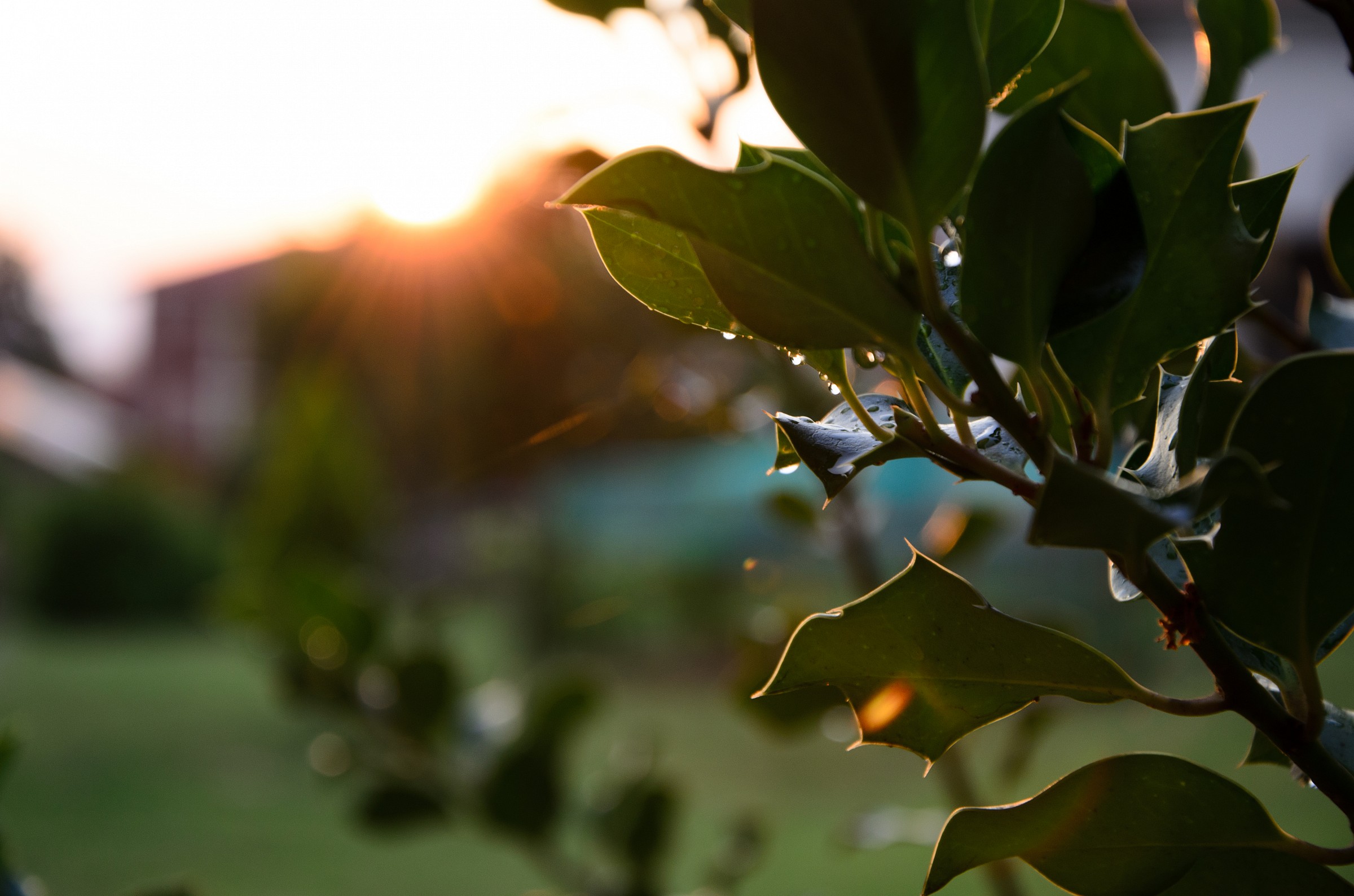 Sole, dopo pioggerella estiva..