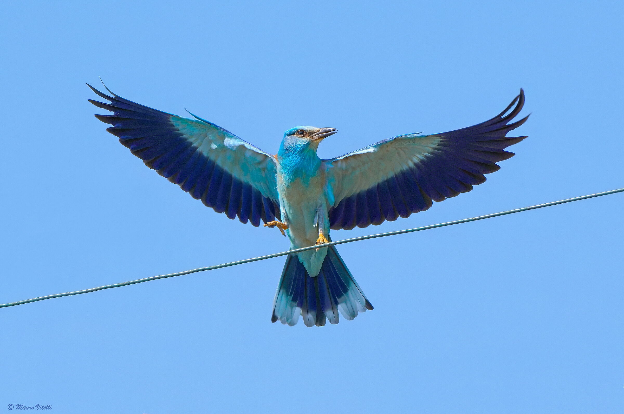 European jay (Coriaceas garrulus)