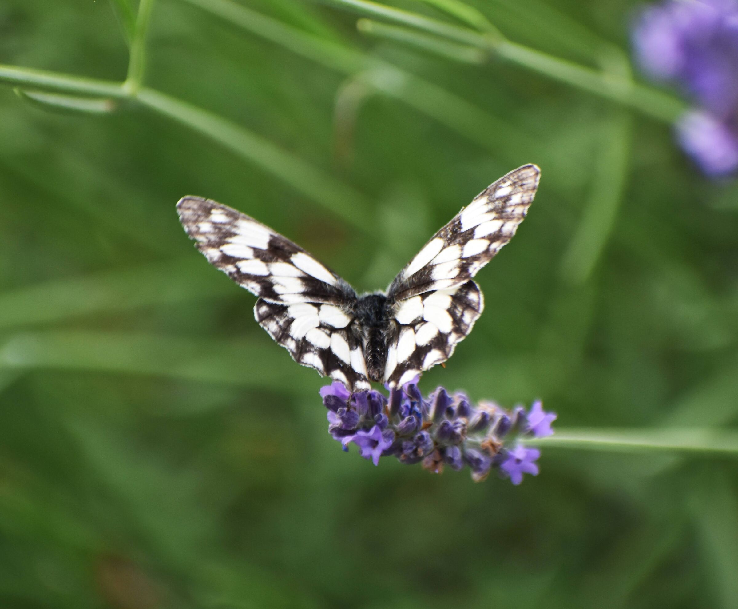 Farfalla su fiore di lavanda