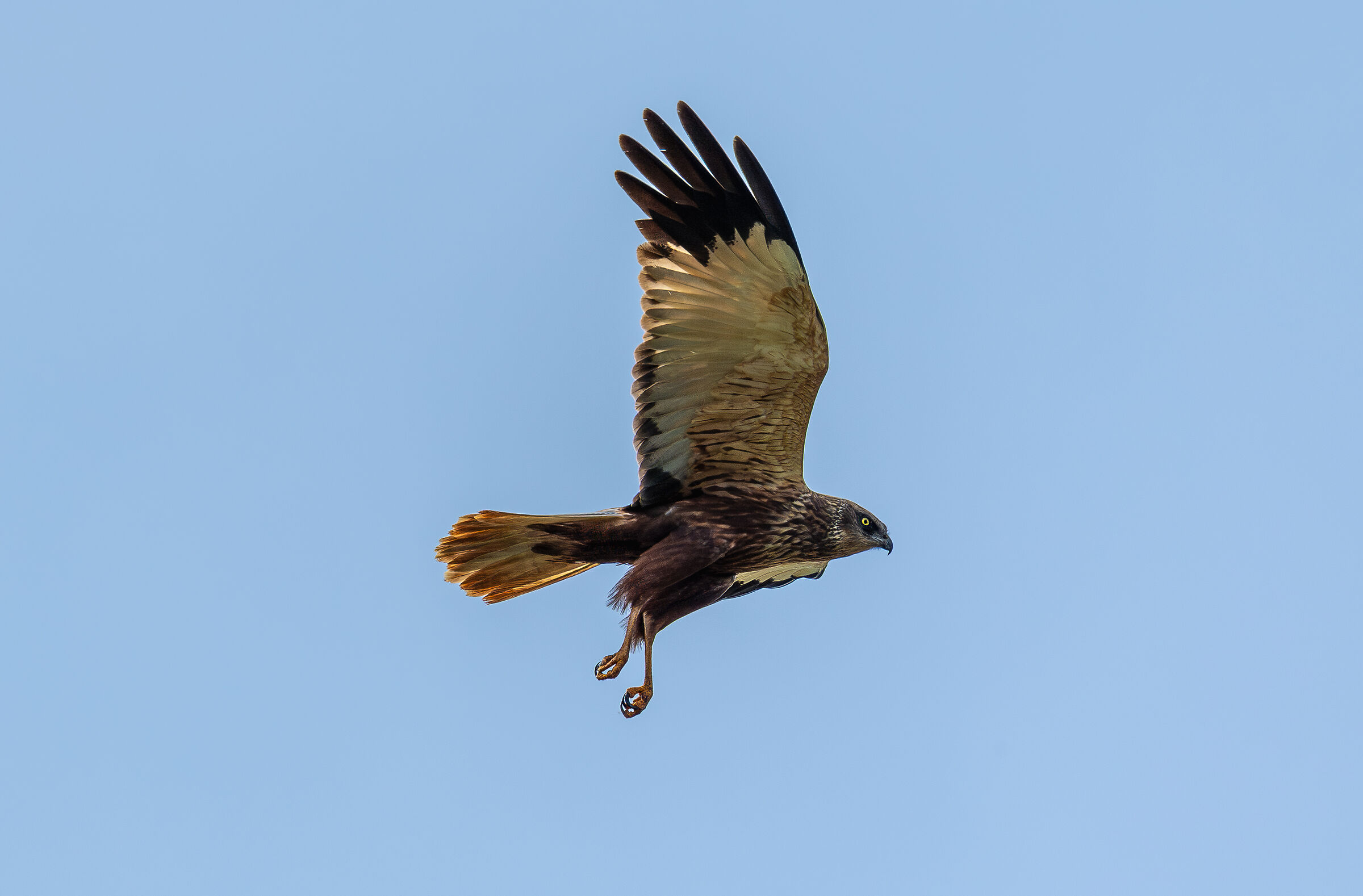 Marsh Harrier
