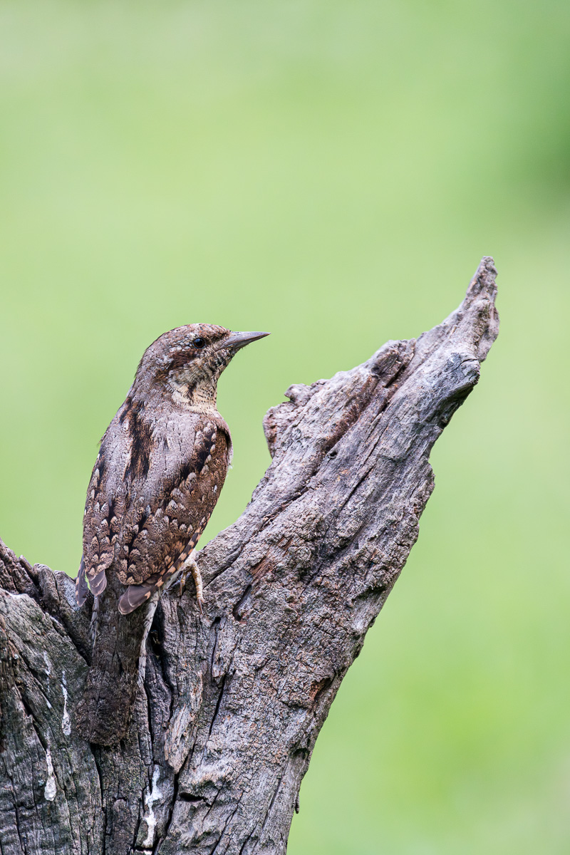 ::Wryneck::