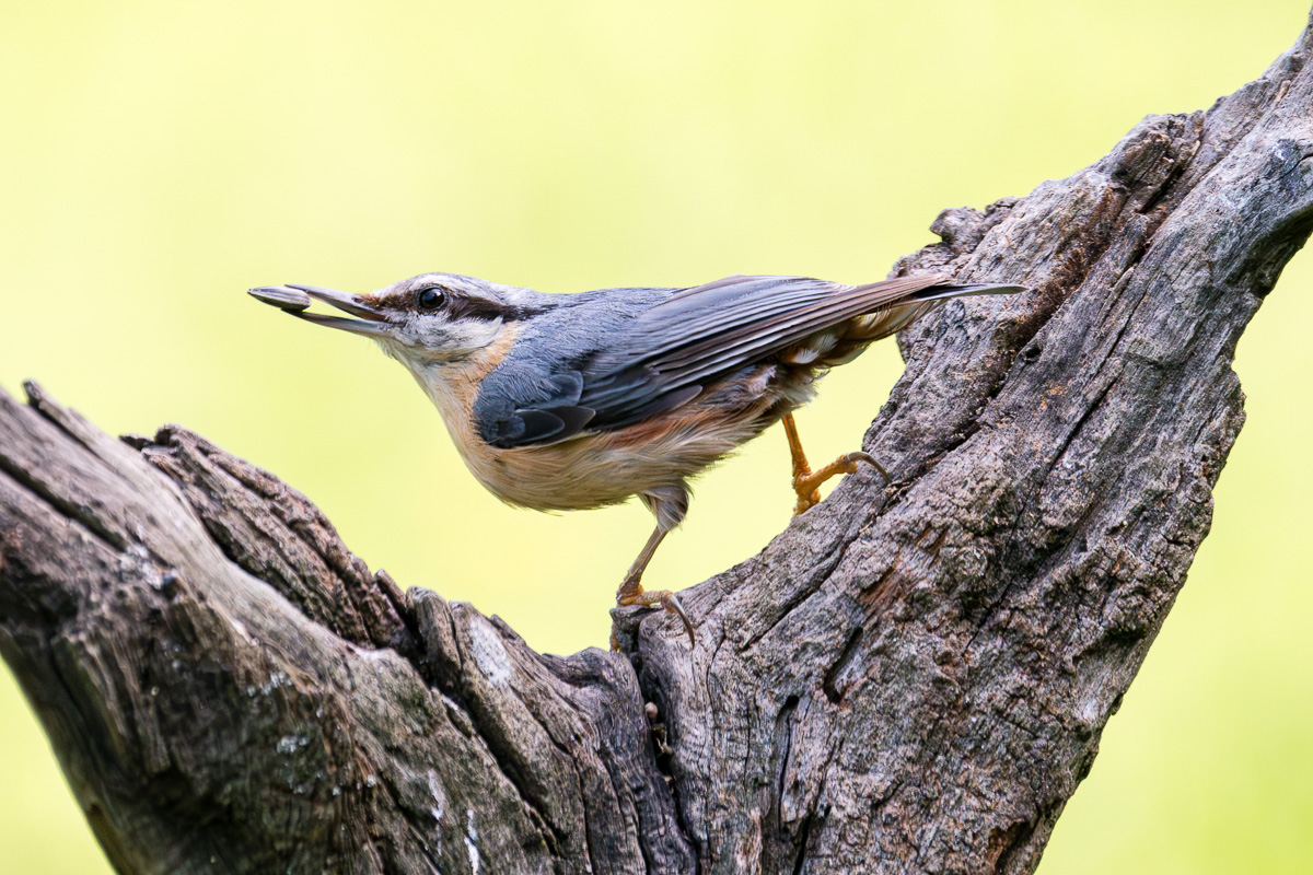 ::Wood nuthatch::