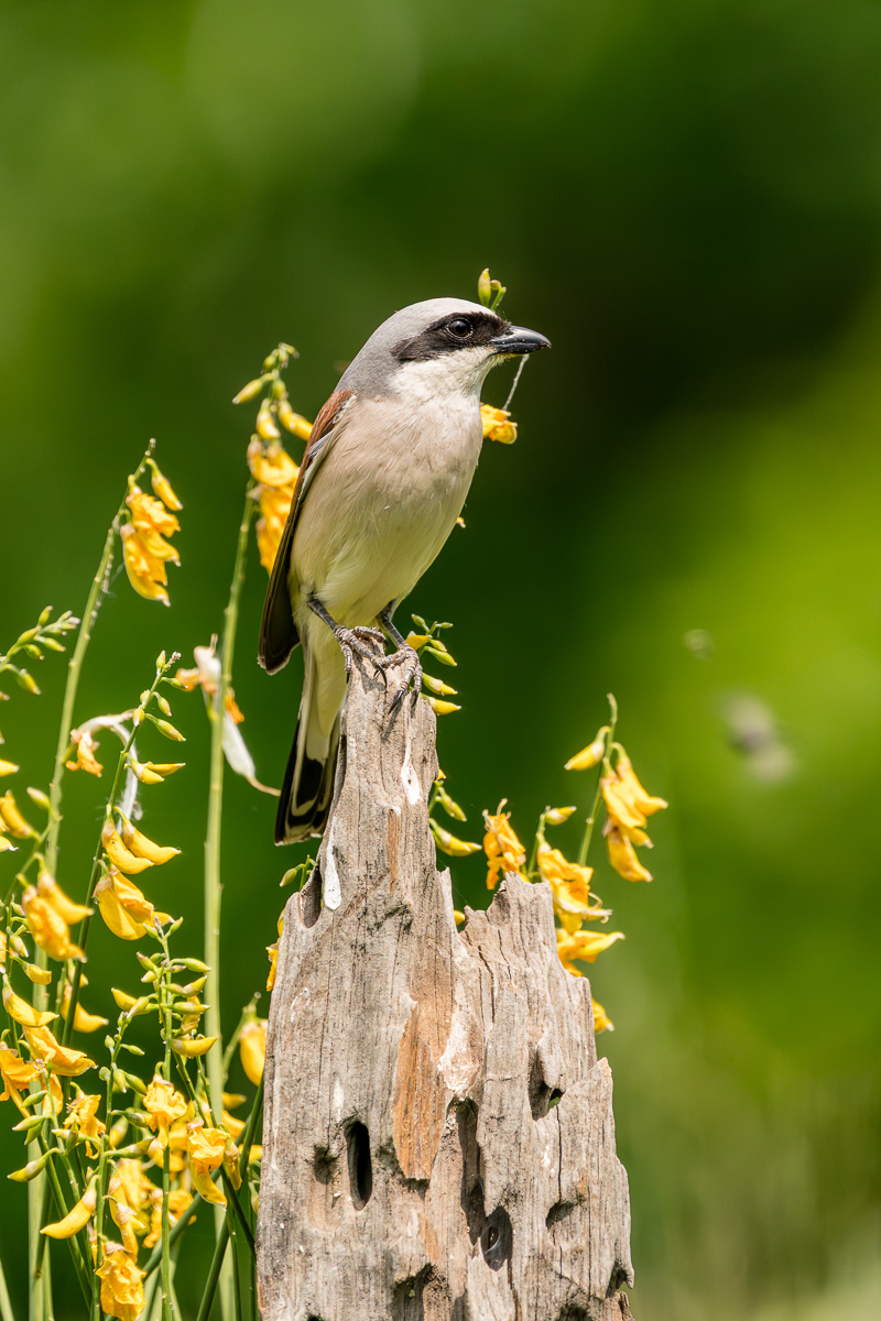 ::Shrike Small:: Male