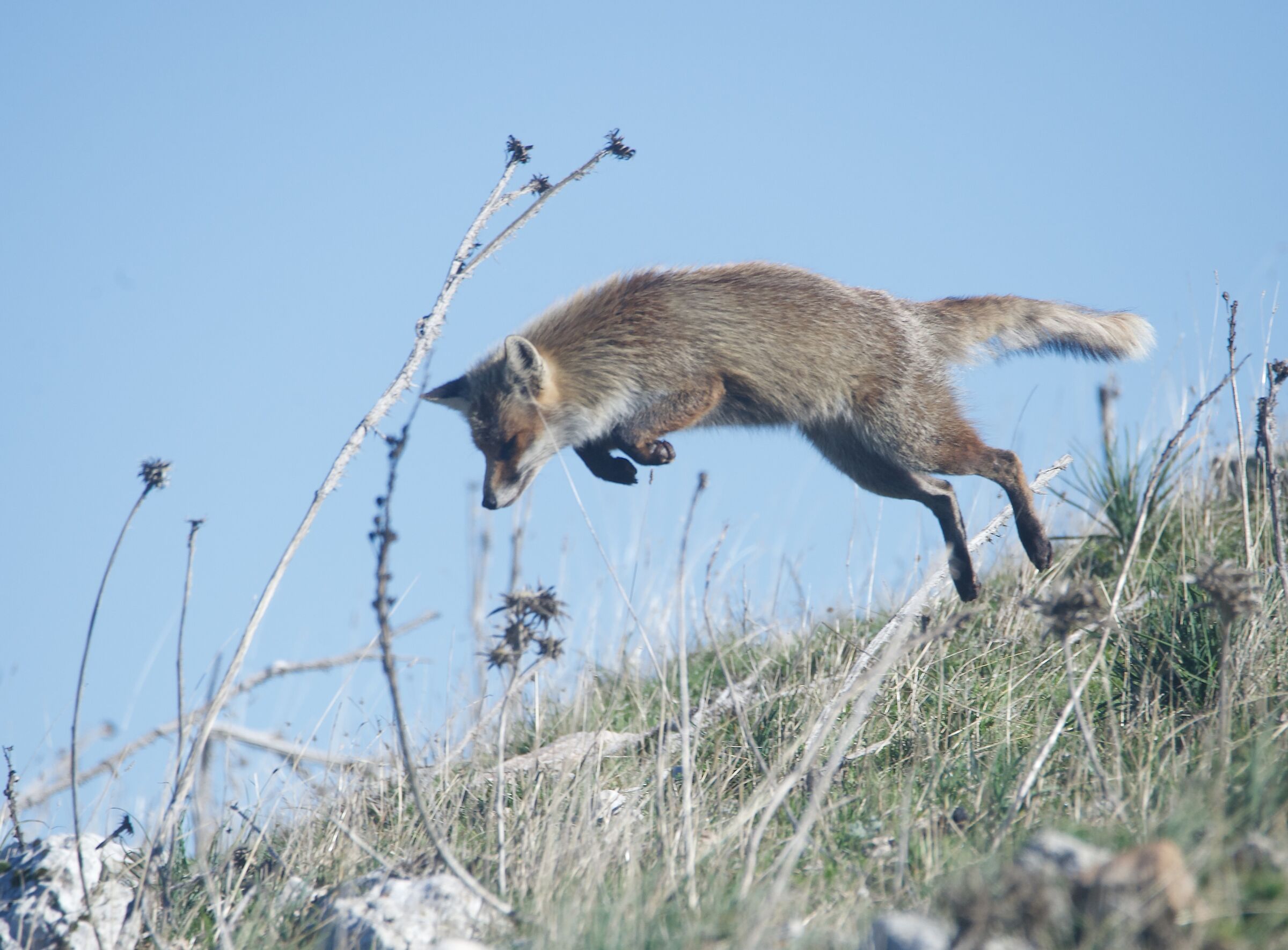 La caccia della volpe