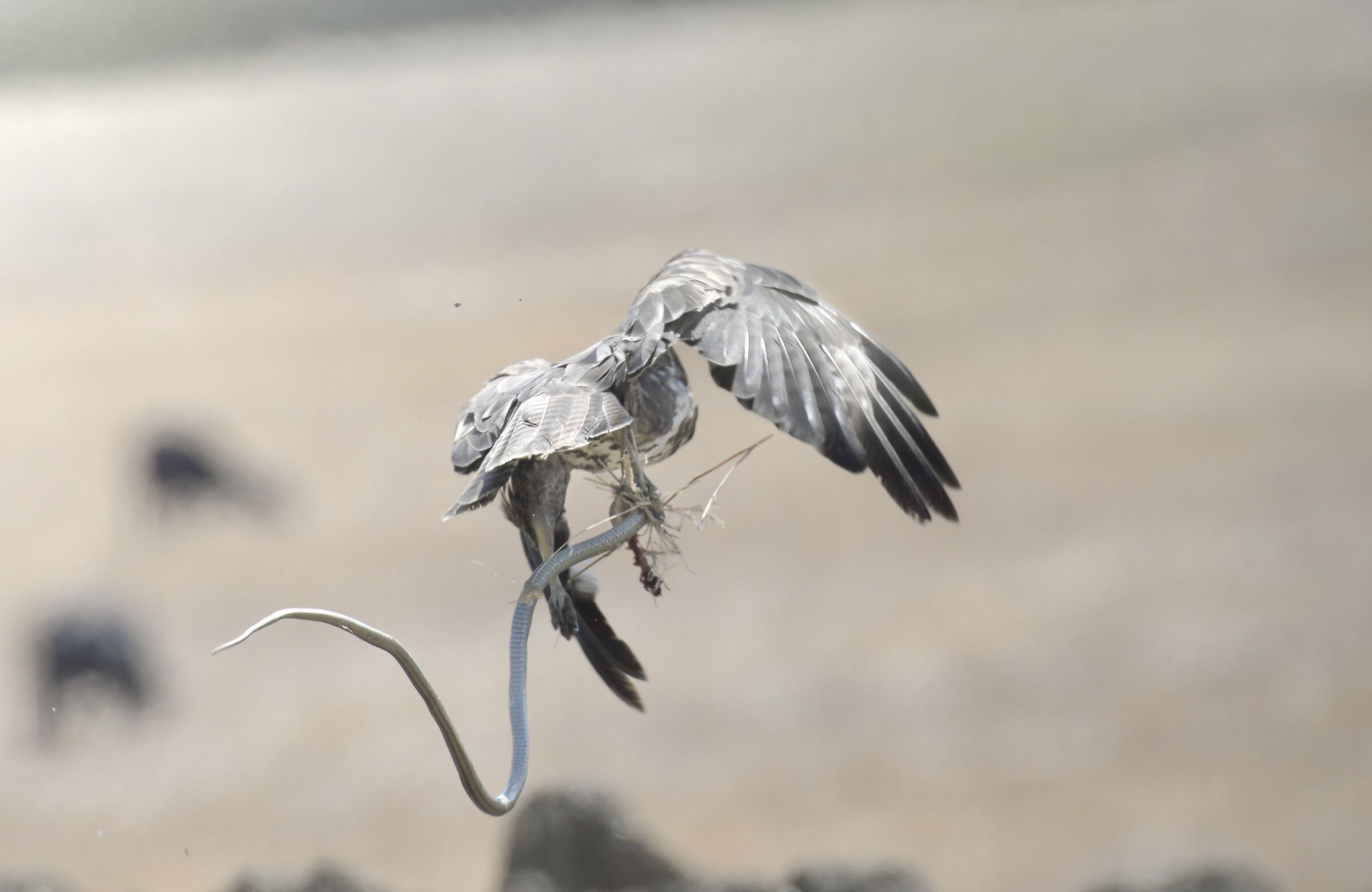 Poiana comune con saettoni occhi rossi