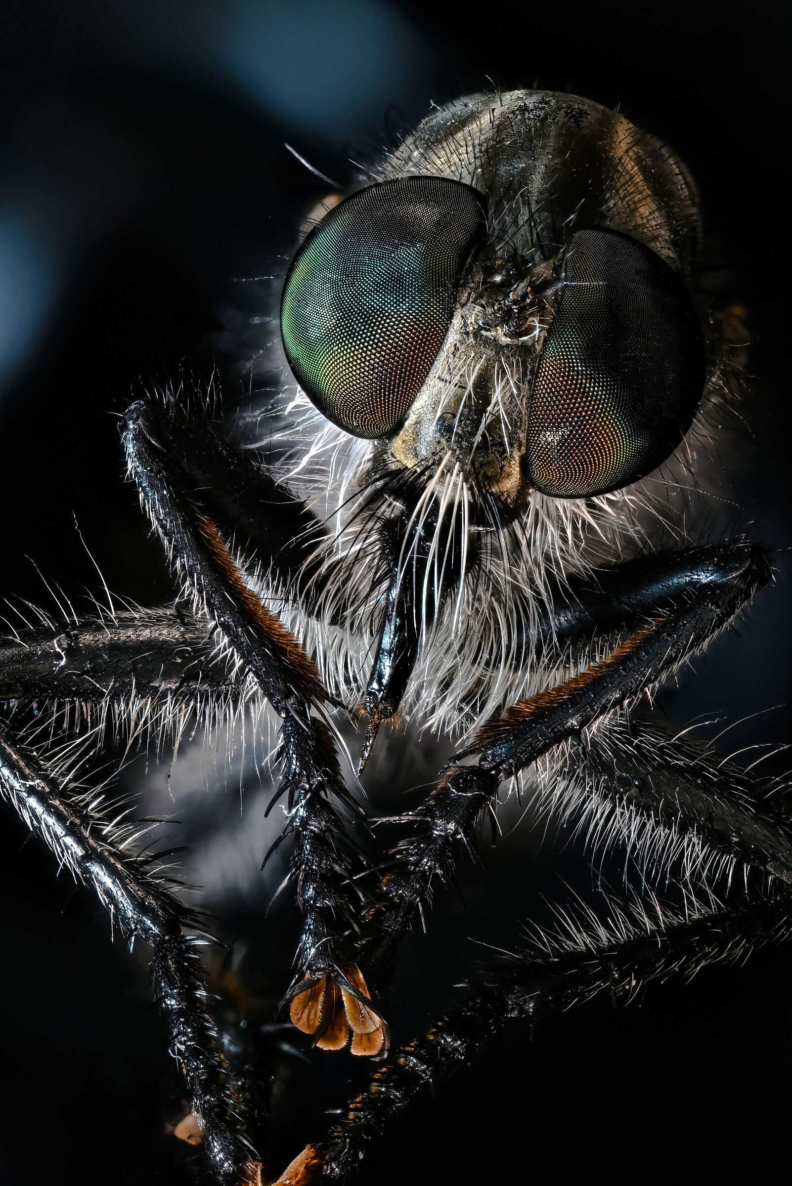 an unknown insect's head