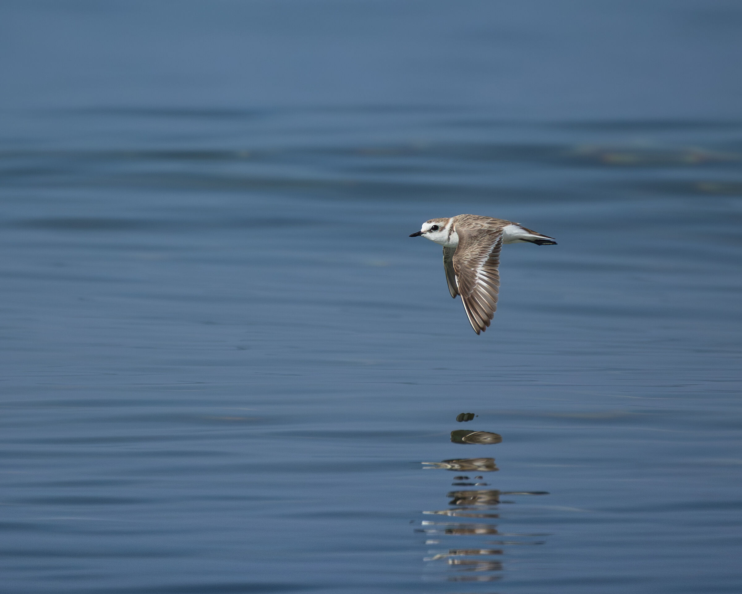 The sea and the Kentish plover