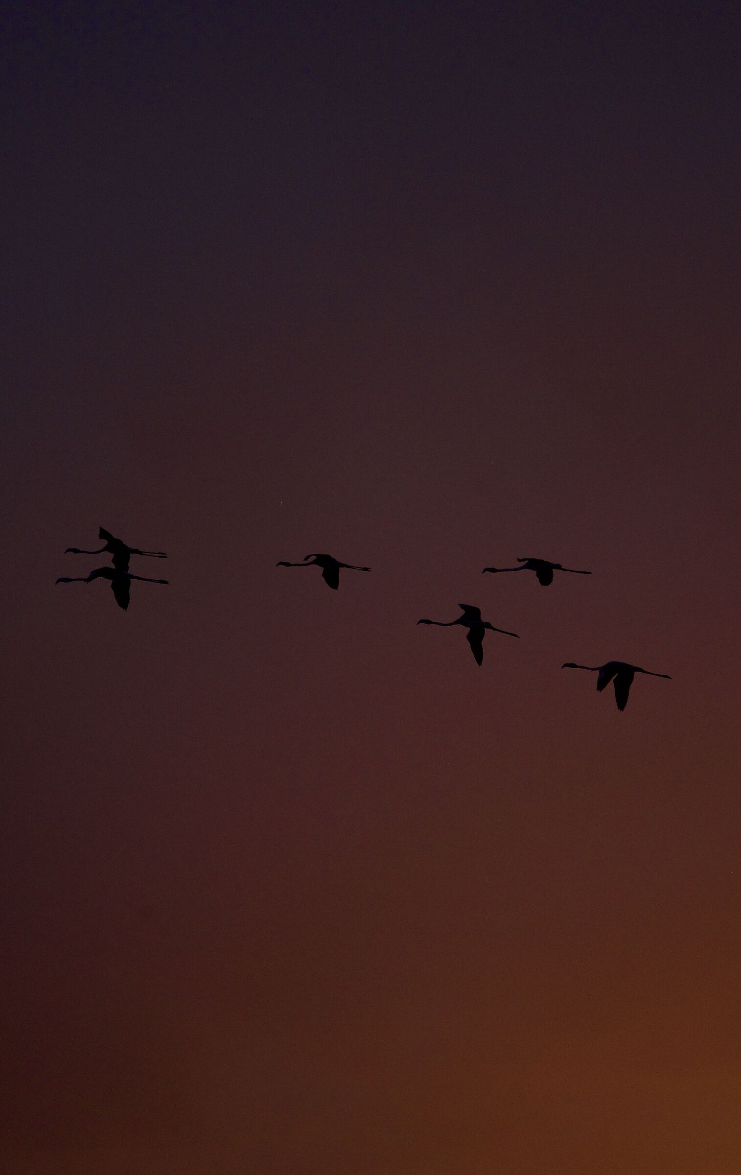Fenicotteri al tramonto