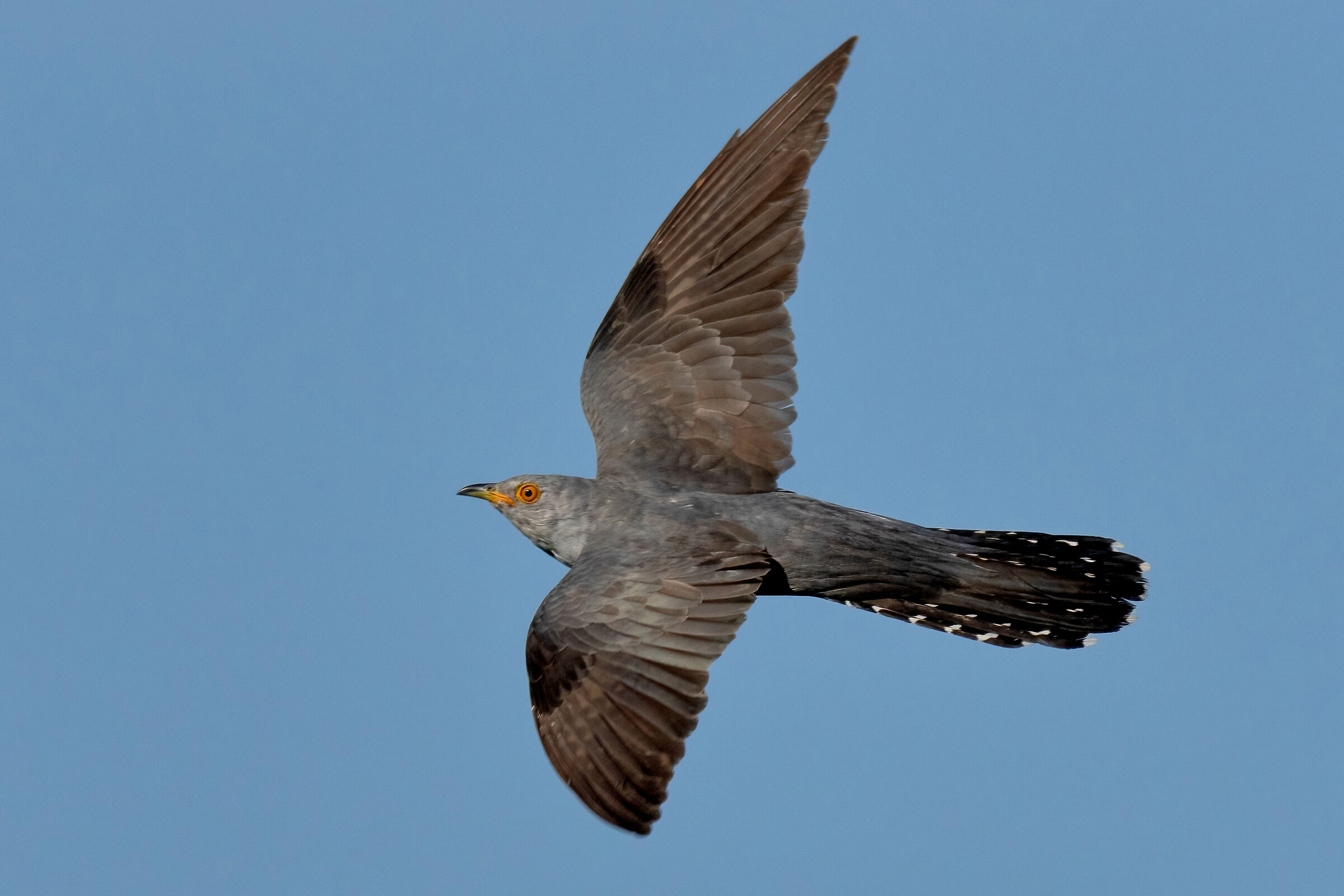 Cuculo (Cuculus canorus) male