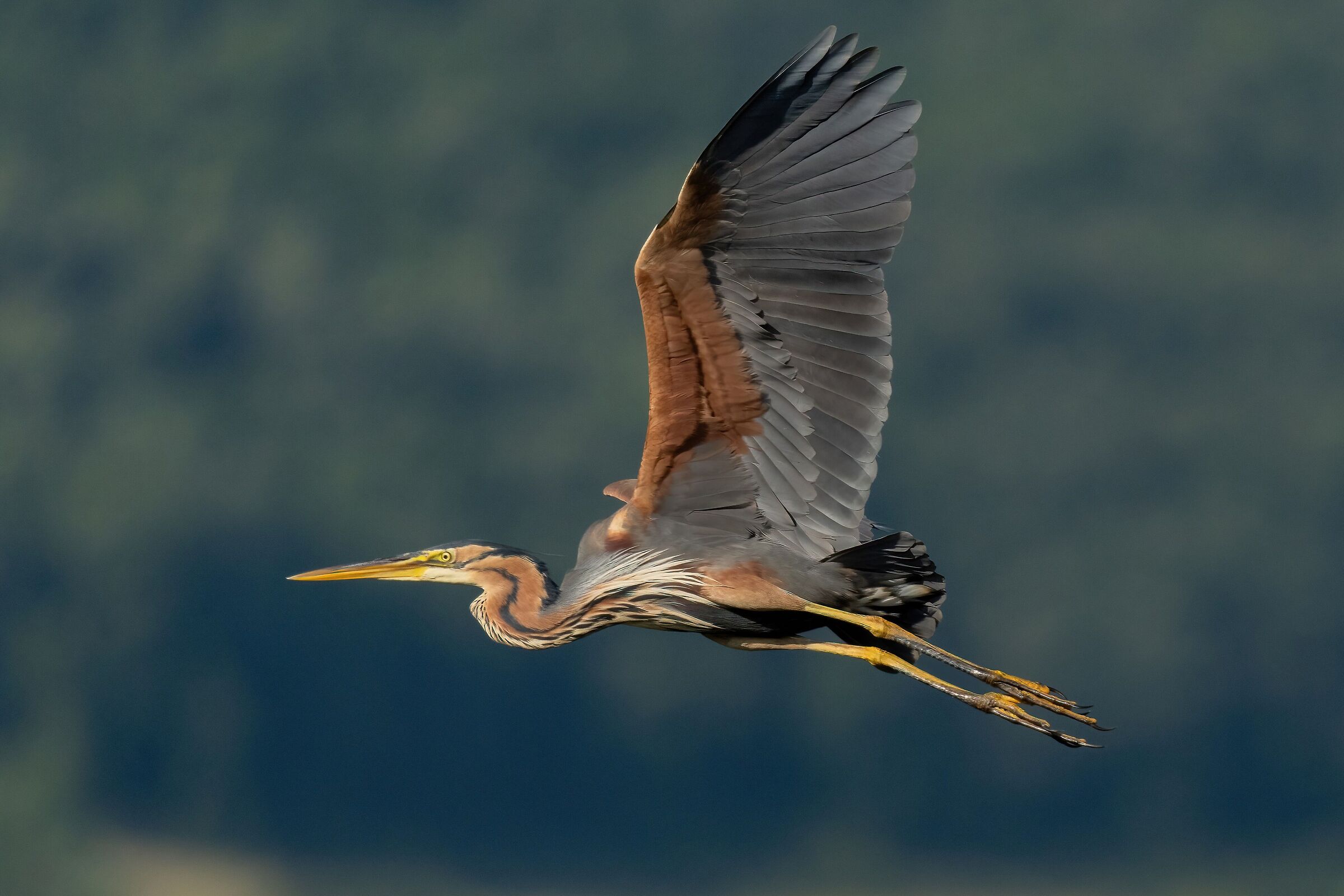 Purple heron (Ardea purpurea)