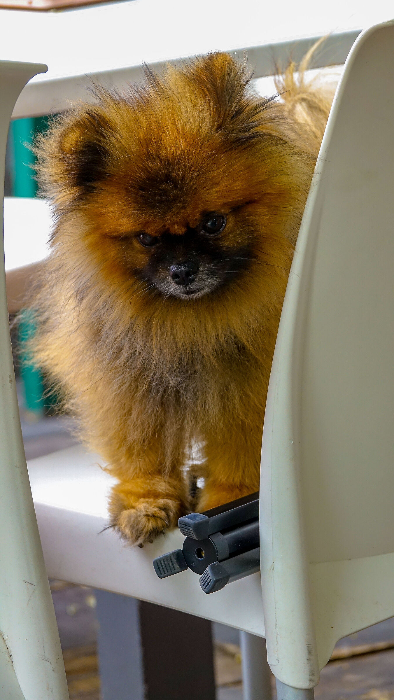 Canis Photographicus Tripes