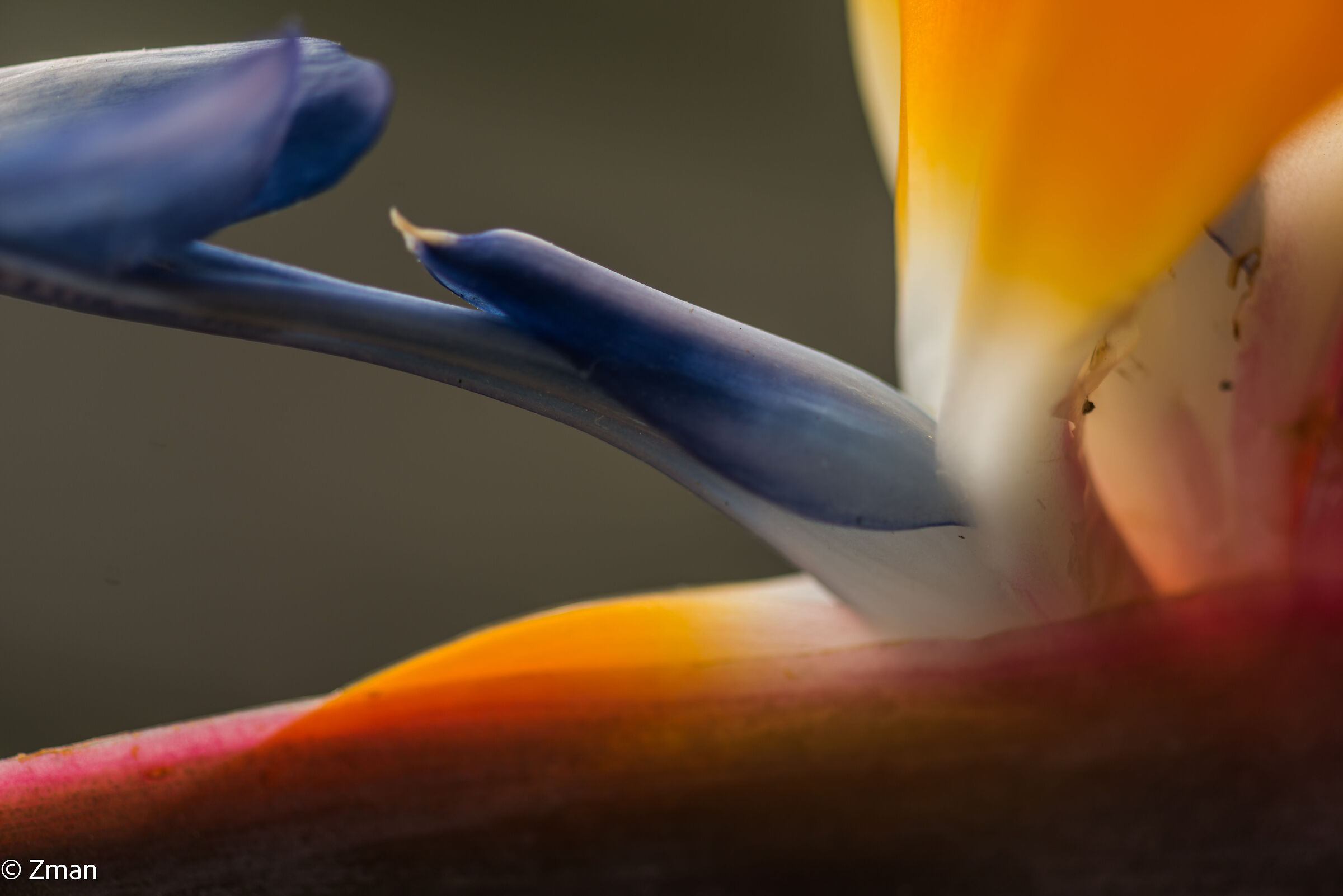 Paradise Flower