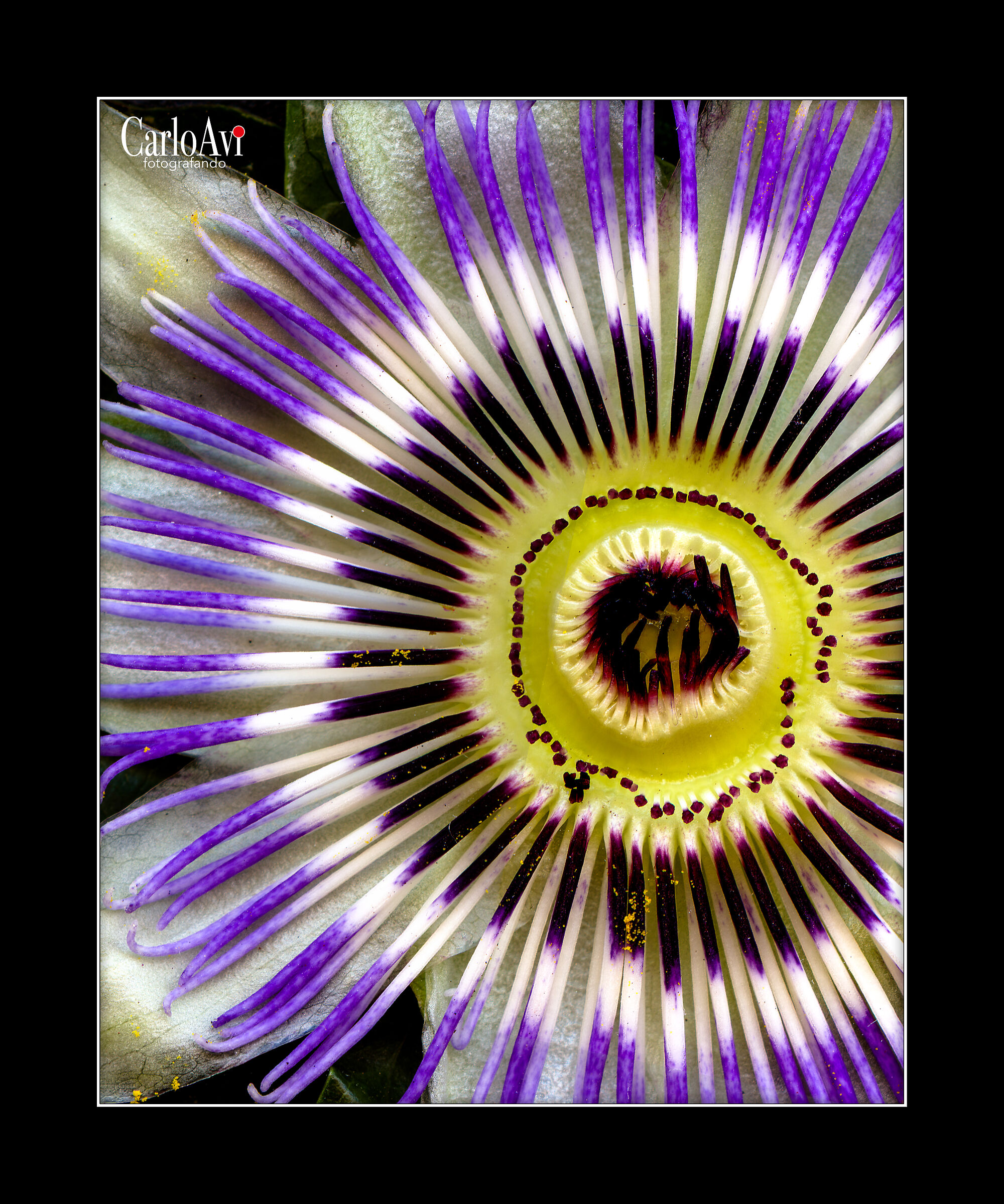 The Passion Flower
