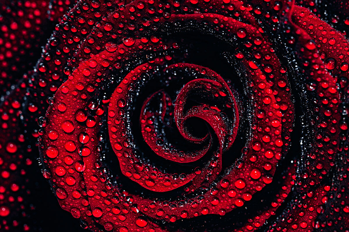 Red Rose II
