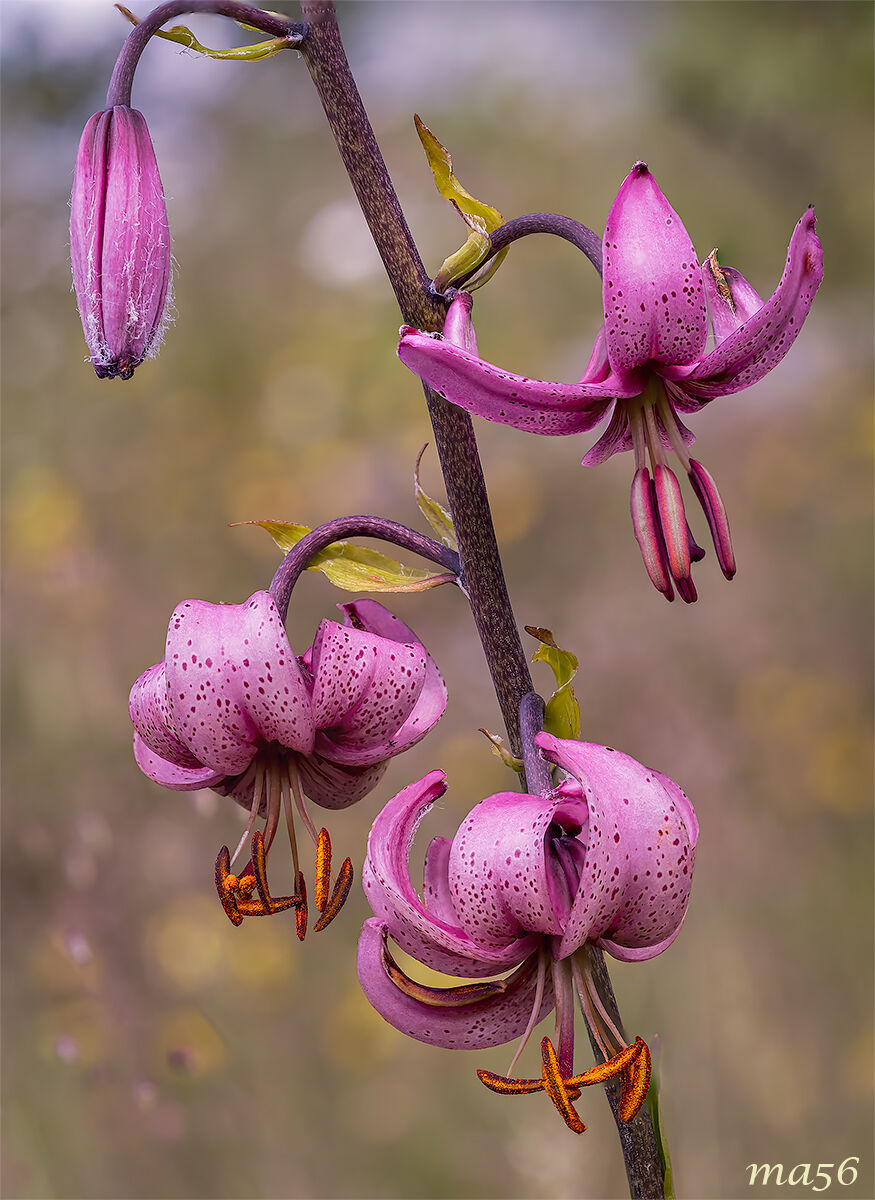 Martagon Lily