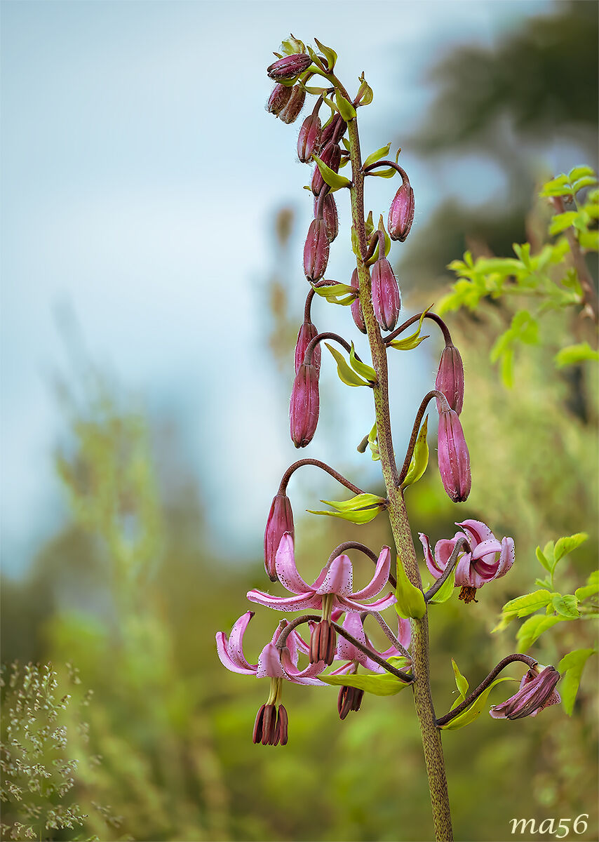 Martagon Lily