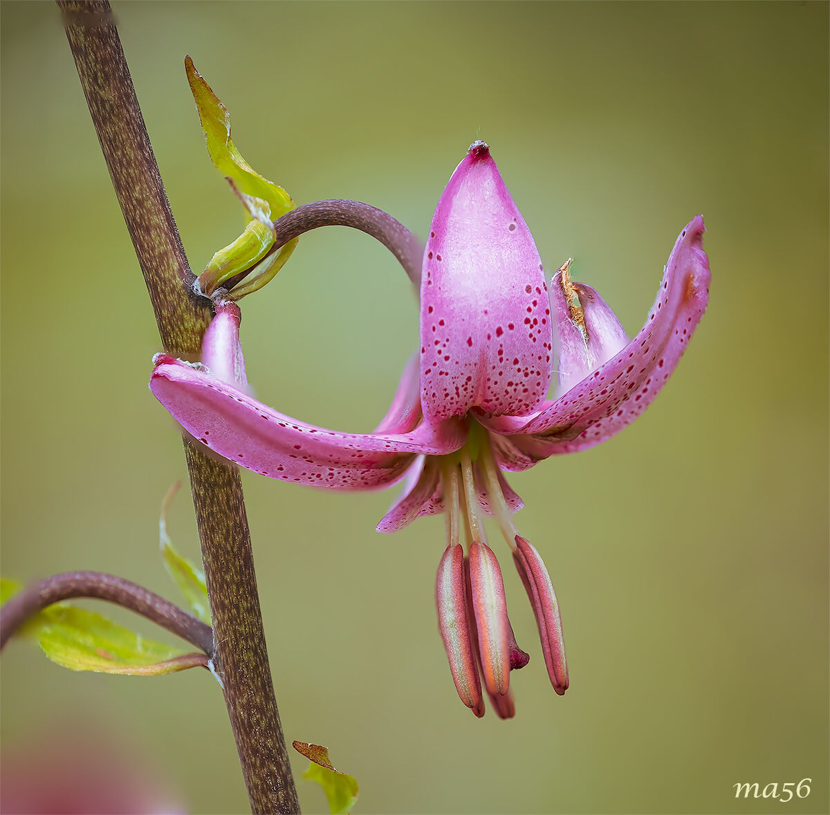 Martagon Lily